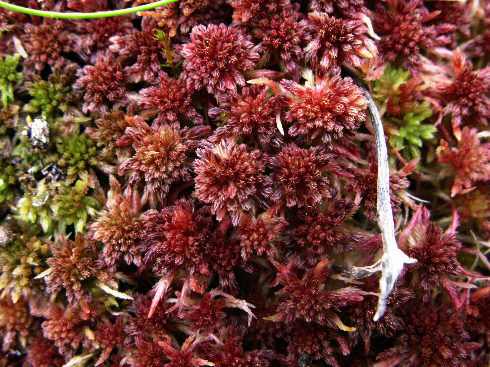 A close-up photograph of dense, reddish-brown Sphagnum capillifolium moss with some green moss visible in the background and a small white feather-like object resting on the right side.