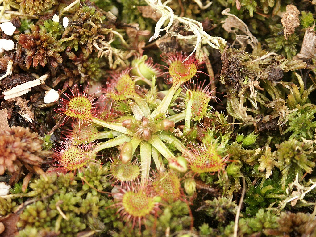 A top-down close-up view of a round-leaved sundew plant with reddish, dew-covered tentacles surrounded by green and brown moss.