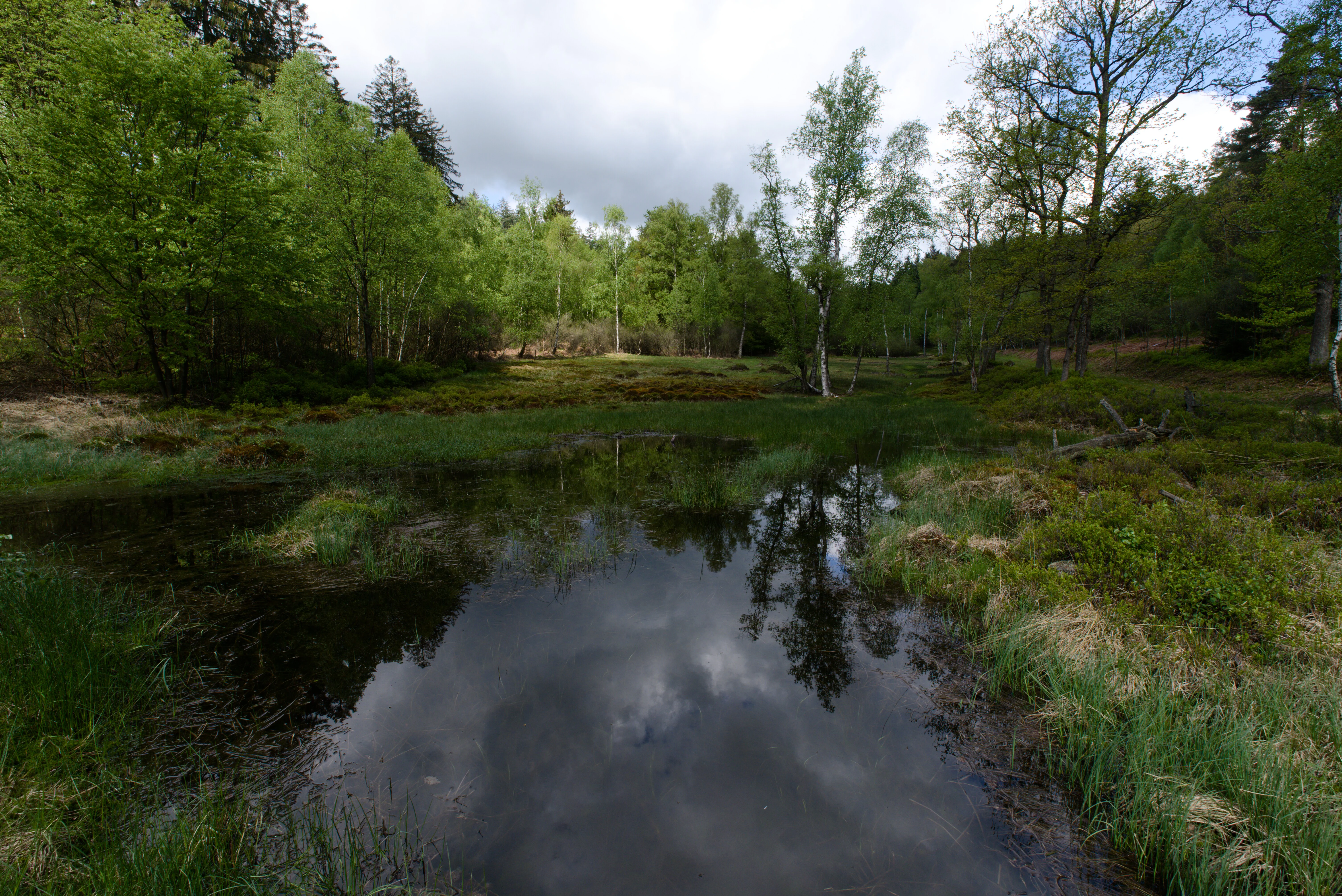 A small natural lake surrounded by green trees and marshy vegetation, reflecting the cloudy sky and trees in its dark water.