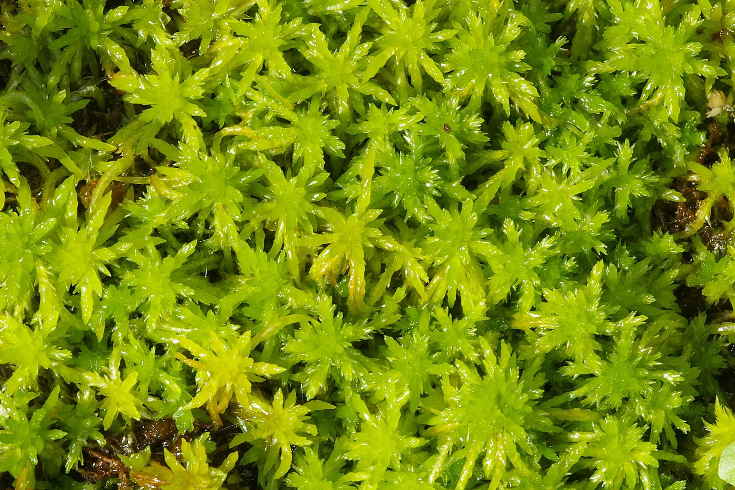 A close-up, top-down view of bright green Sphagnum fallax peat moss growing densely in a star-like pattern.