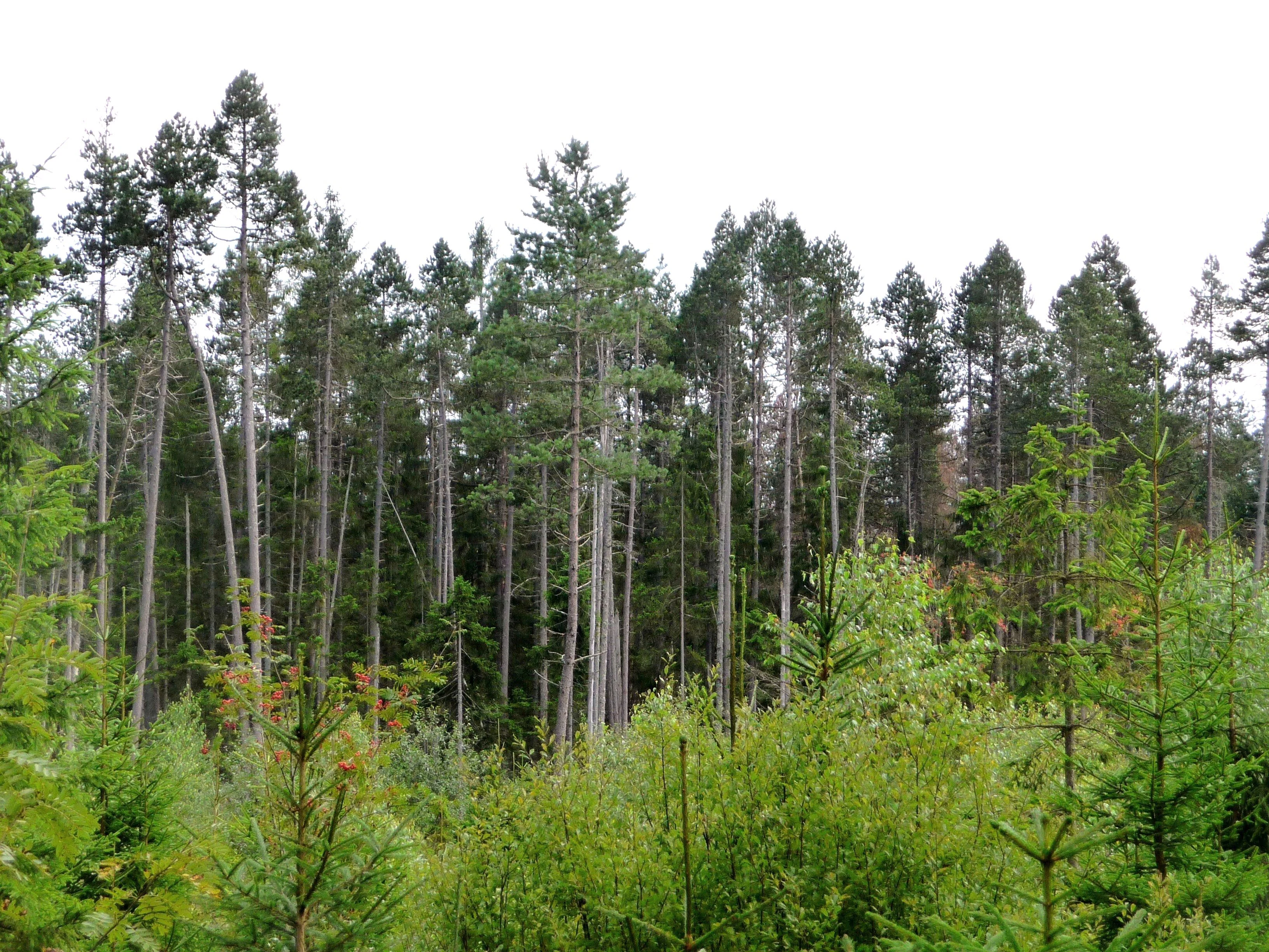 A dense stand of tall, slender evergreen trees in the Rotfilz nature reserve, with smaller pine shrubs in the foreground.