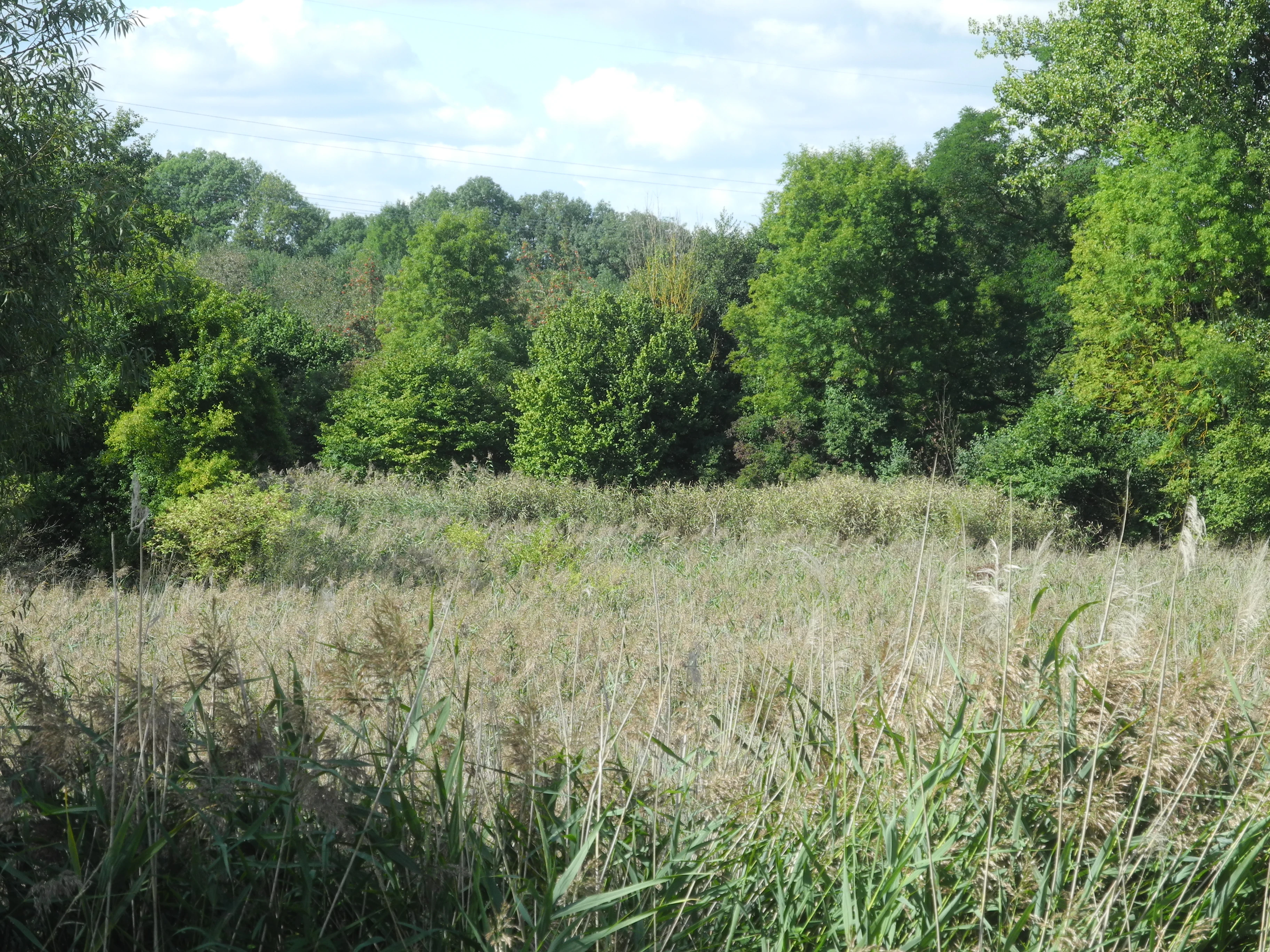 A view of a wetland pond area surrounded by dense green trees and tall grasses under a partly cloudy sky.