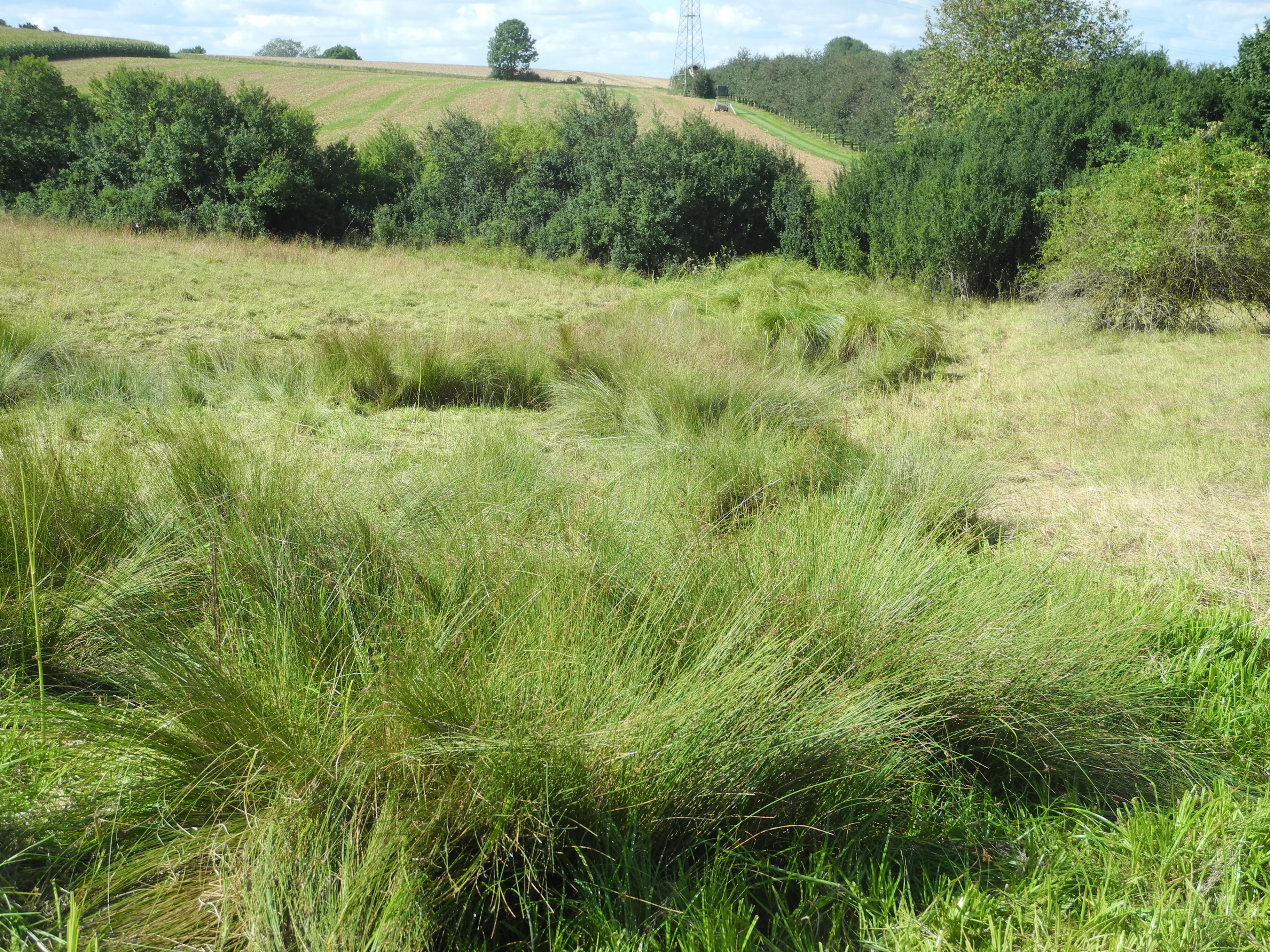 A green meadow with tall grasses and shrubs, backed by rolling hills and trees in the Rothenberg bei Burguffeln nature reserve.