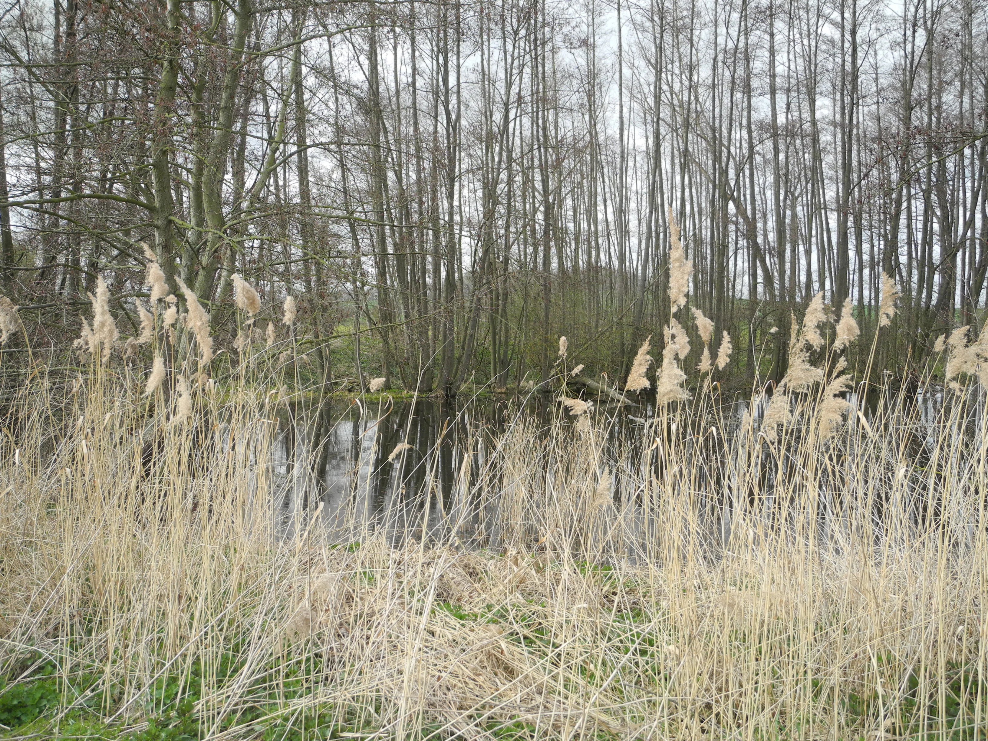 A view across a small pond surrounded by a dense thicket of bare deciduous trees, with tall dry reeds and grasses in the foreground.