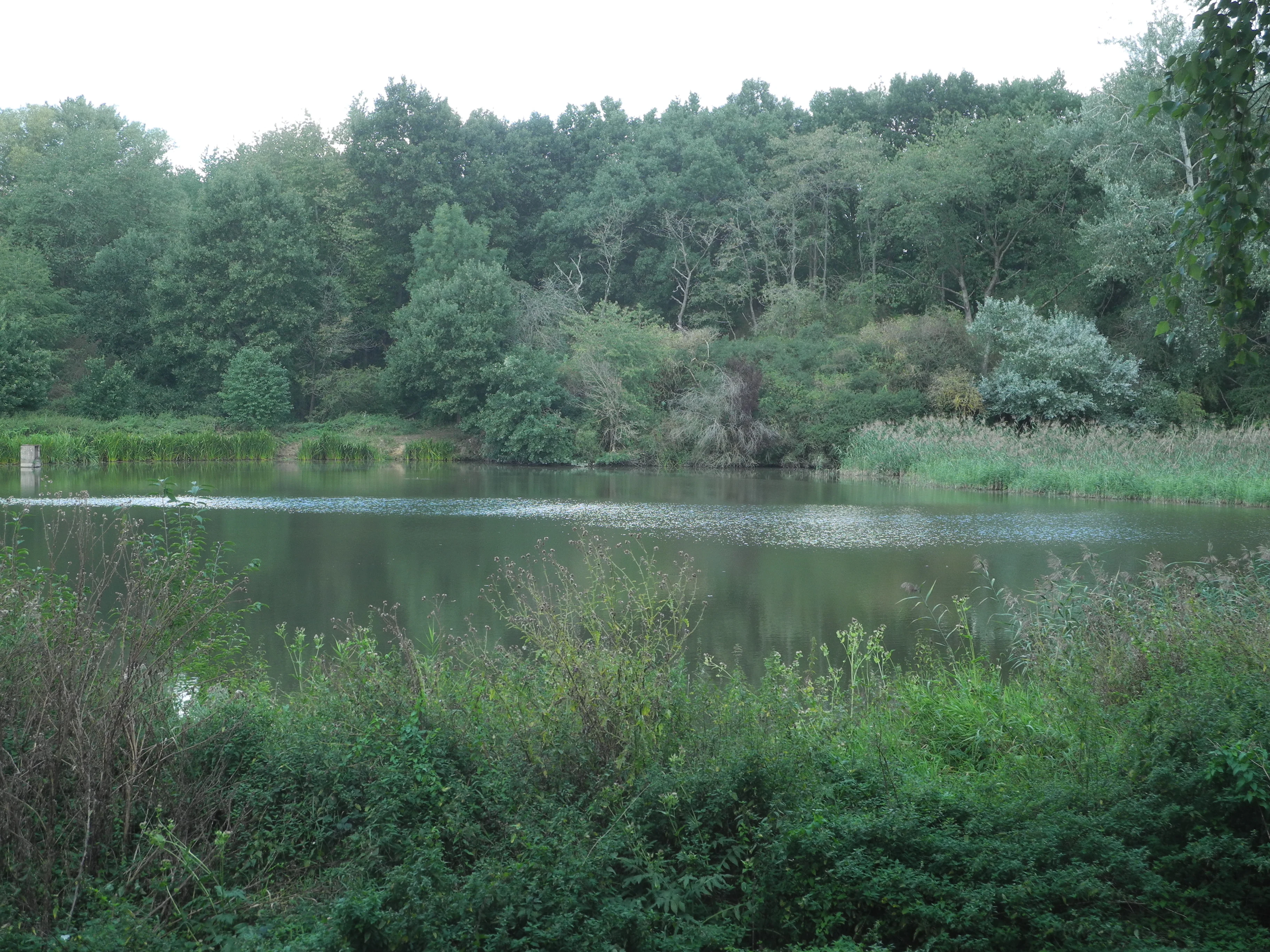 A calm, still pond surrounded by dense green forest and lush shoreline vegetation.