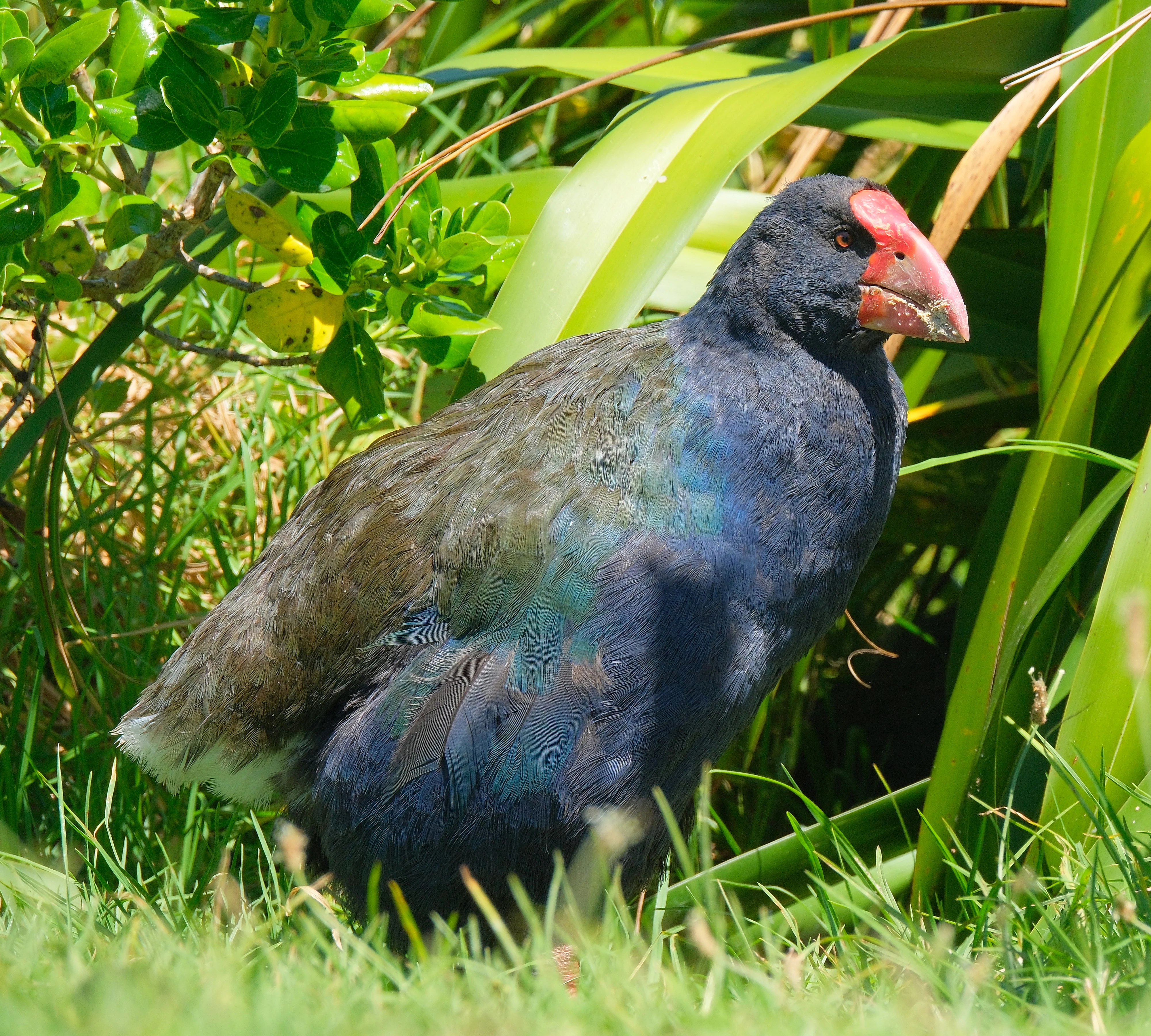 A takahe bird with iridescent blue and green feathers and a bright red beak standing in green grass.