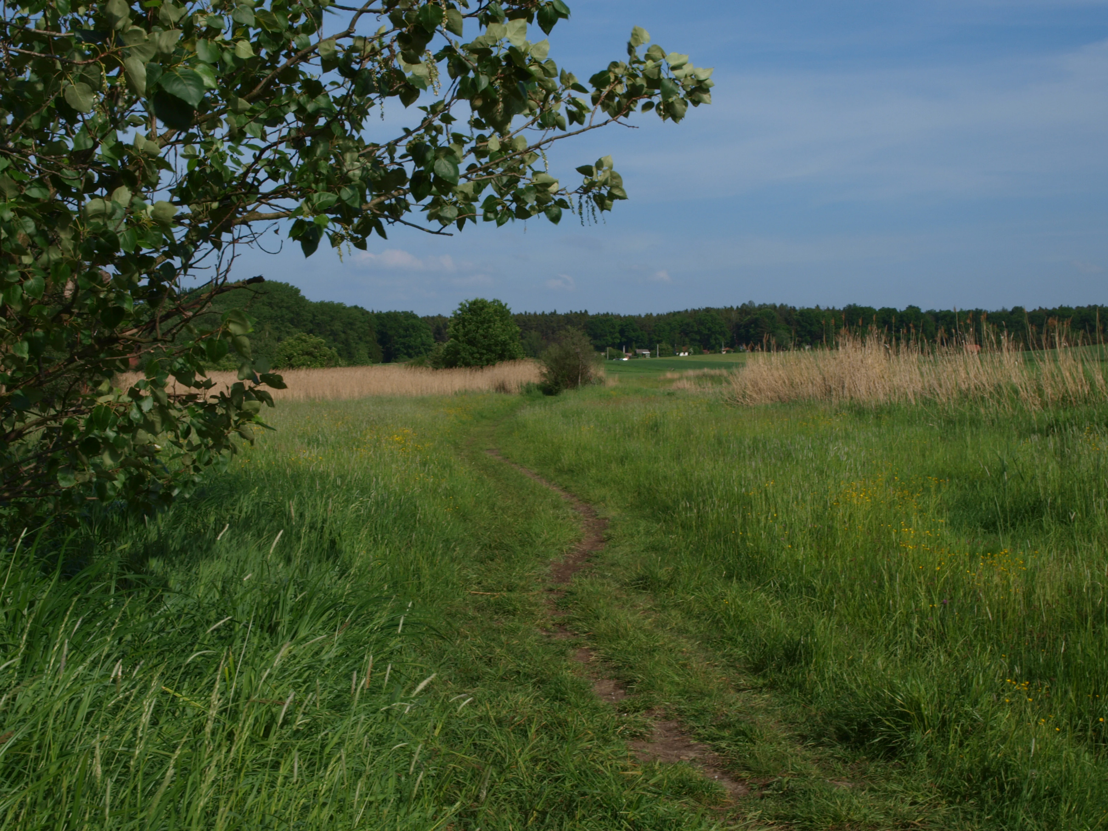 A narrow dirt path leads through green grassy wet meadows toward a line of trees and distant fields under a blue sky.