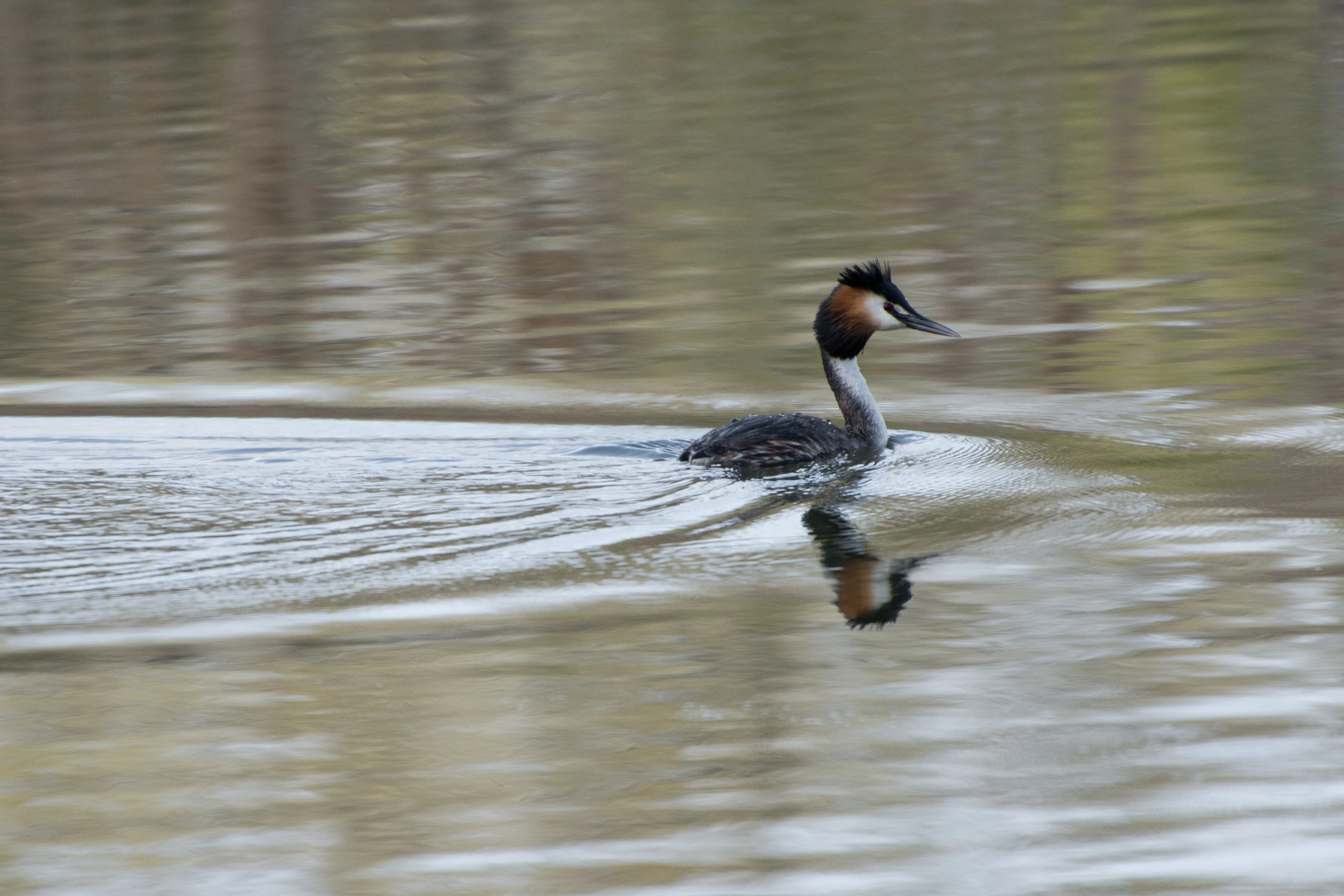 A great crested grebe swimming on the surface of calm water, leaving a small wake behind it.