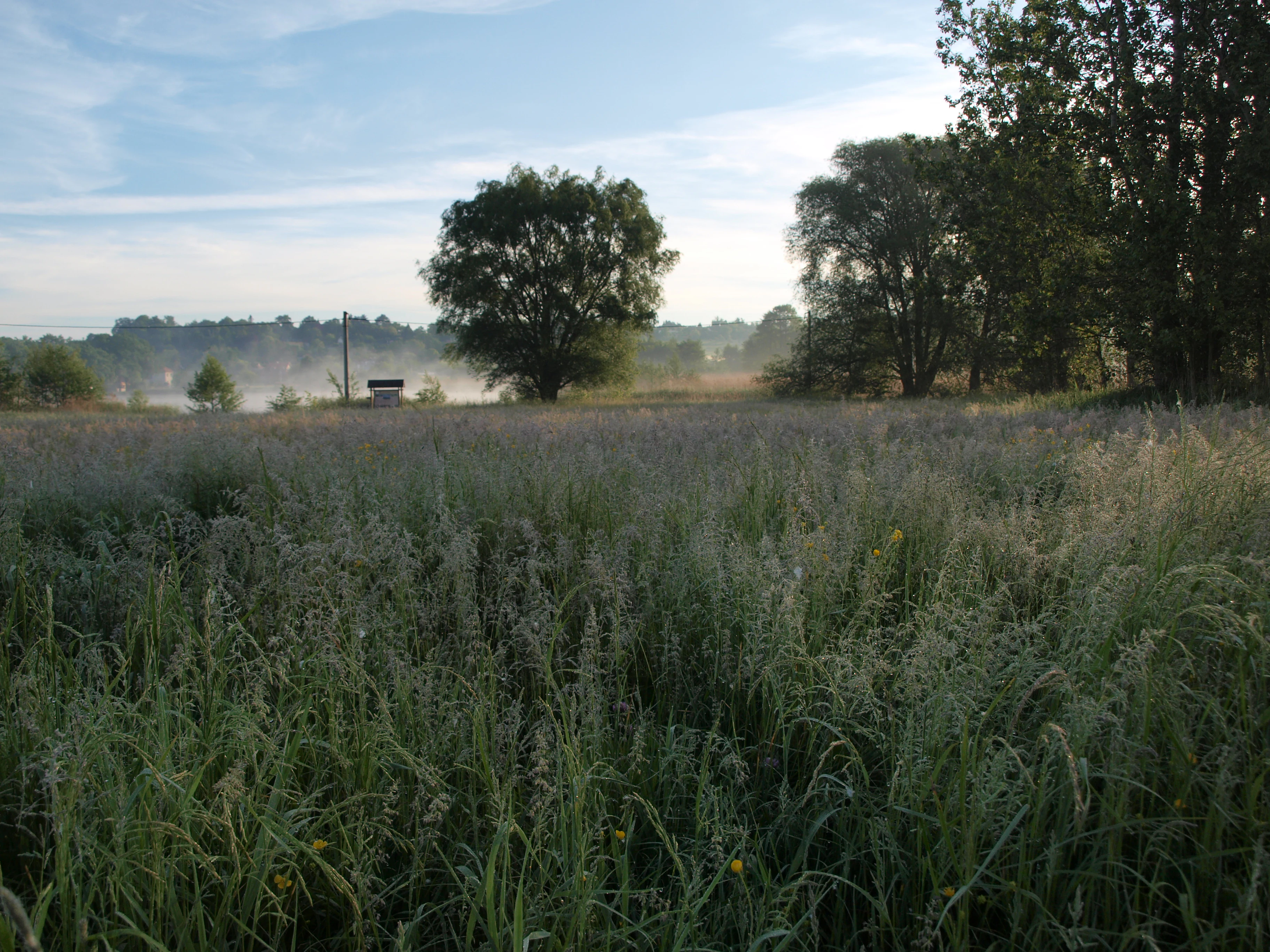 A wide view of a tall, dew-covered meadow in the foreground under a light morning mist, with scattered trees and a hint of a pond in the distance.