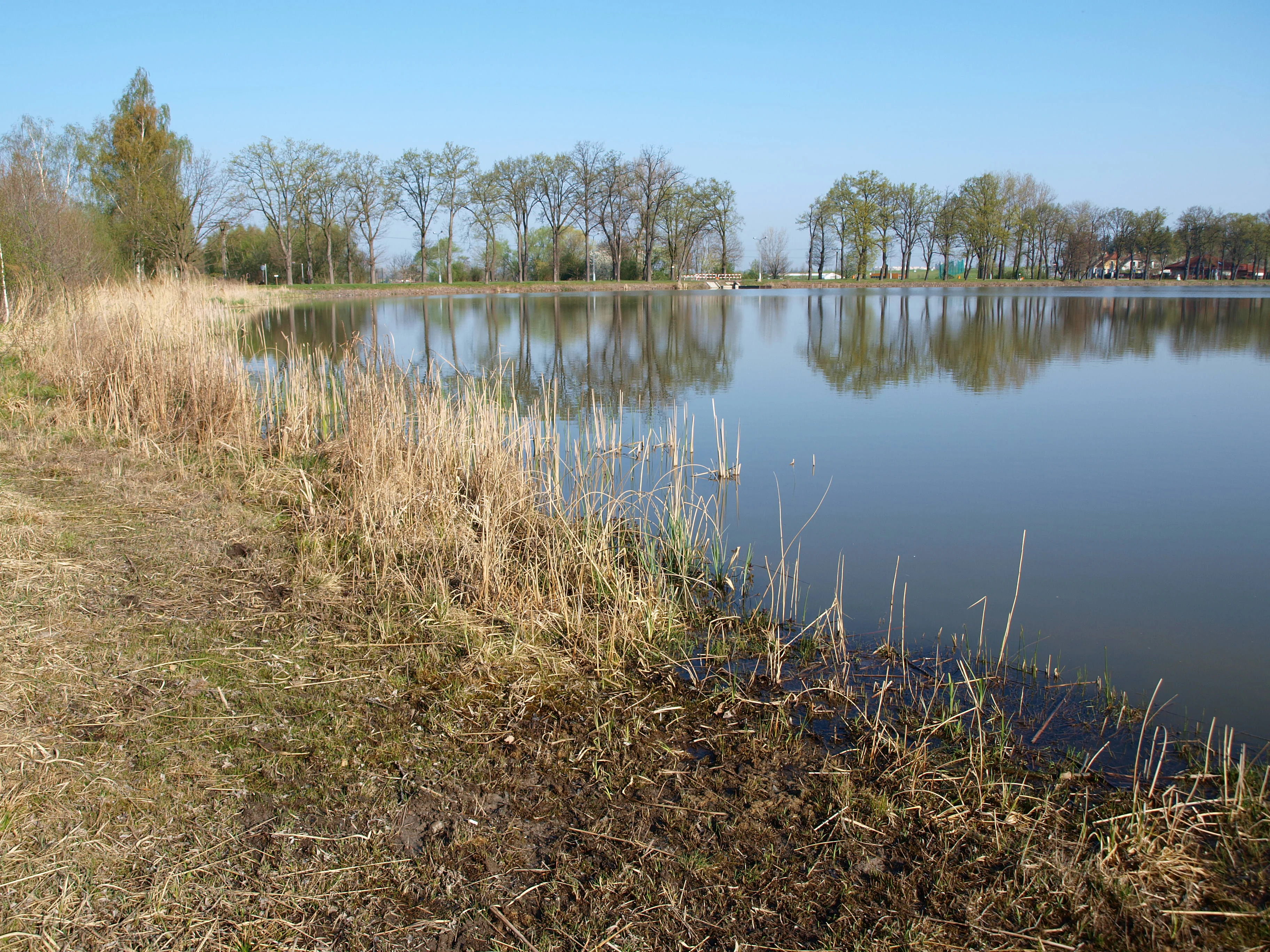 A wide angle view of the Roudnička pond with dry reeds in the foreground and a line of deciduous trees reflected on the water surface.