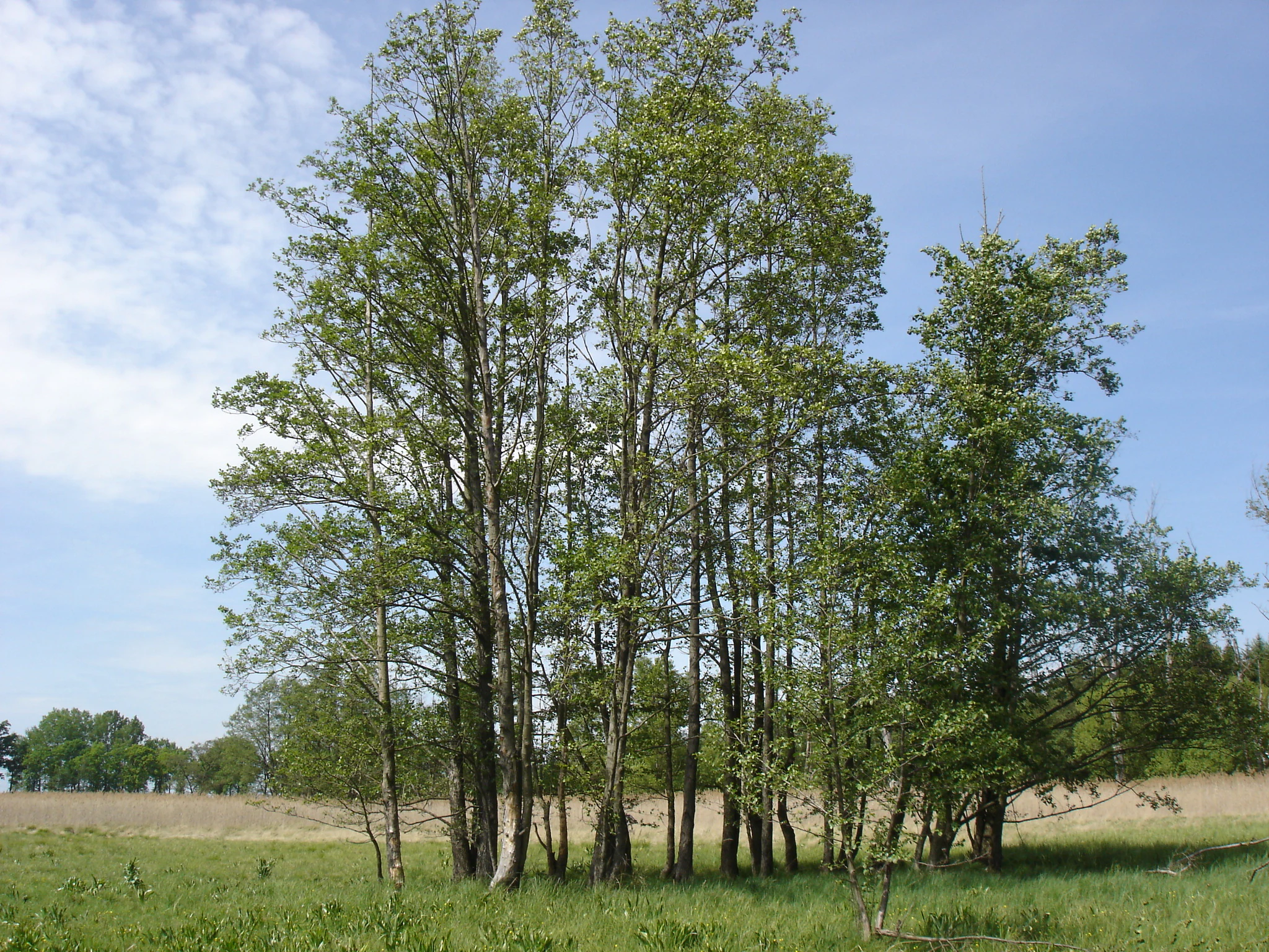 A group of slender deciduous trees standing in a green meadow with a clear blue sky above.