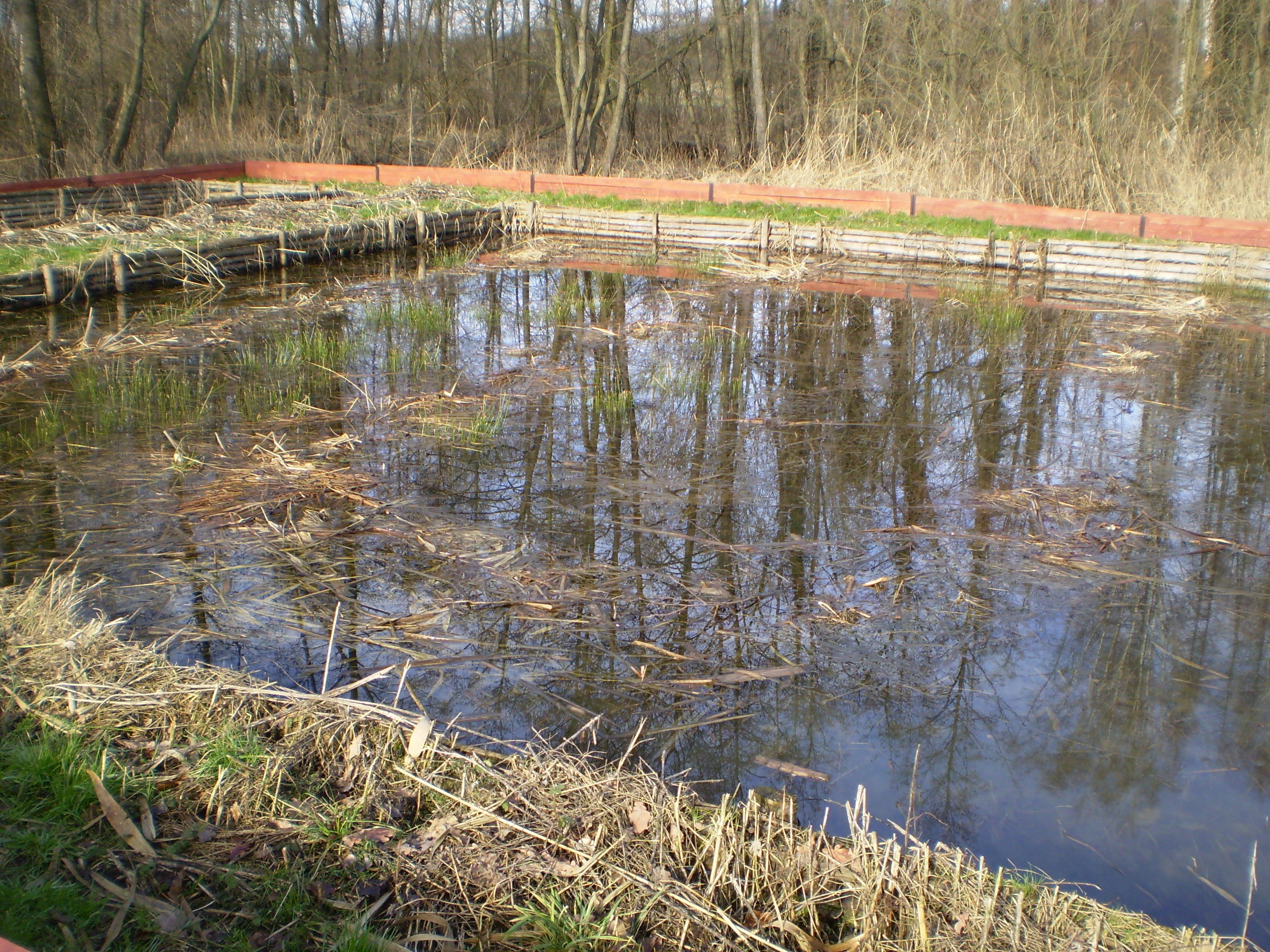 A small rectangular nursery pond with dark water, surrounded by low wooden fencing and dry reeds, reflecting bare trees in the background during late winter.