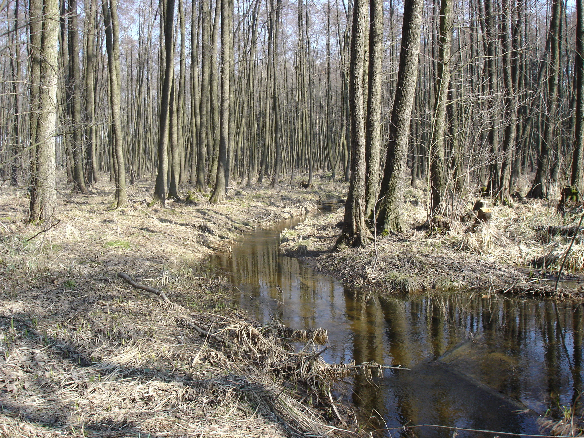 A small, dark-watered stream flows through a leafless deciduous forest with brown ground cover, indicative of early spring.