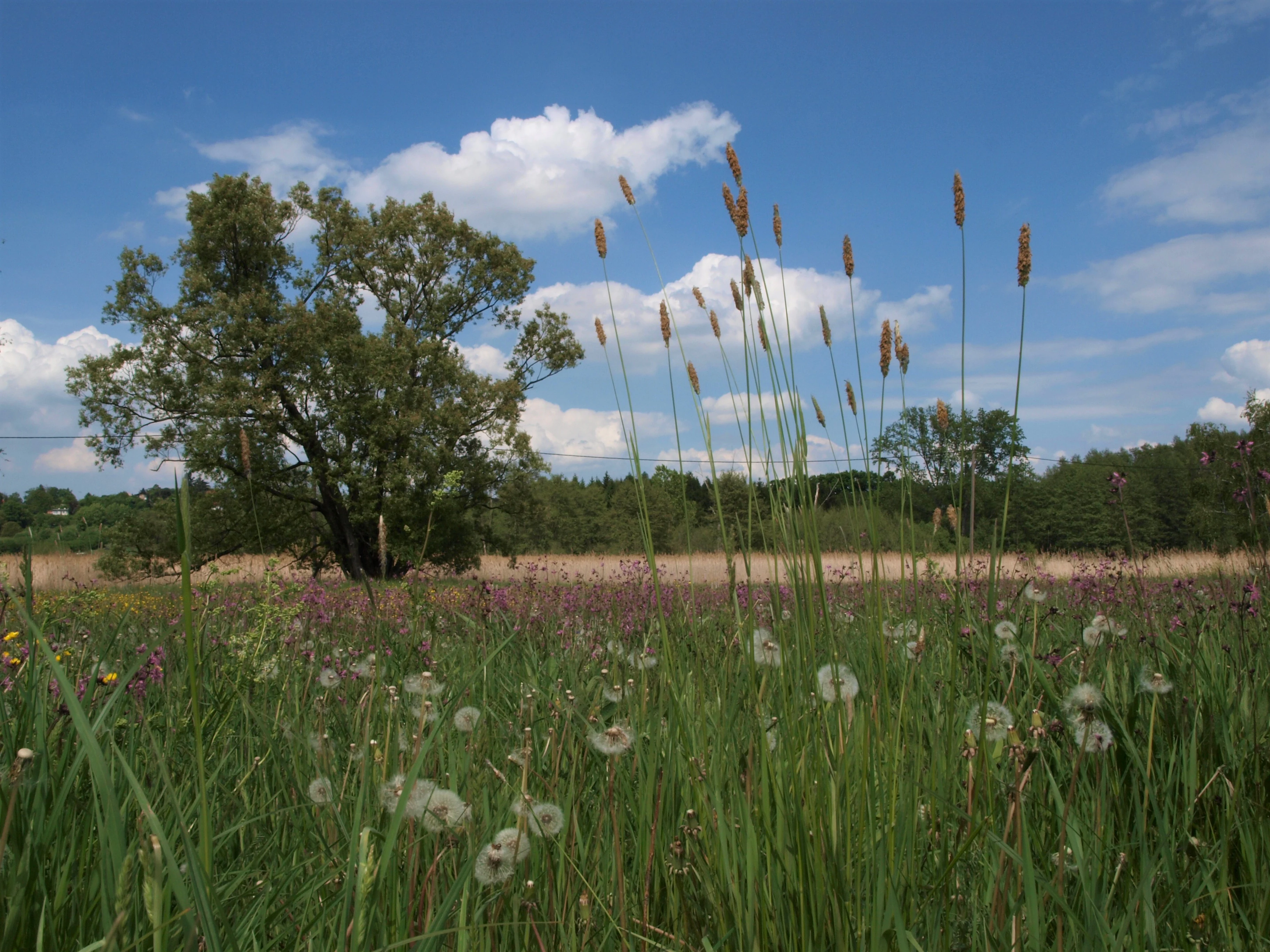 A low angle view of a lush green meadow filled with wildflowers and tall grasses under a blue sky with white clouds, featuring a large deciduous tree in the background.