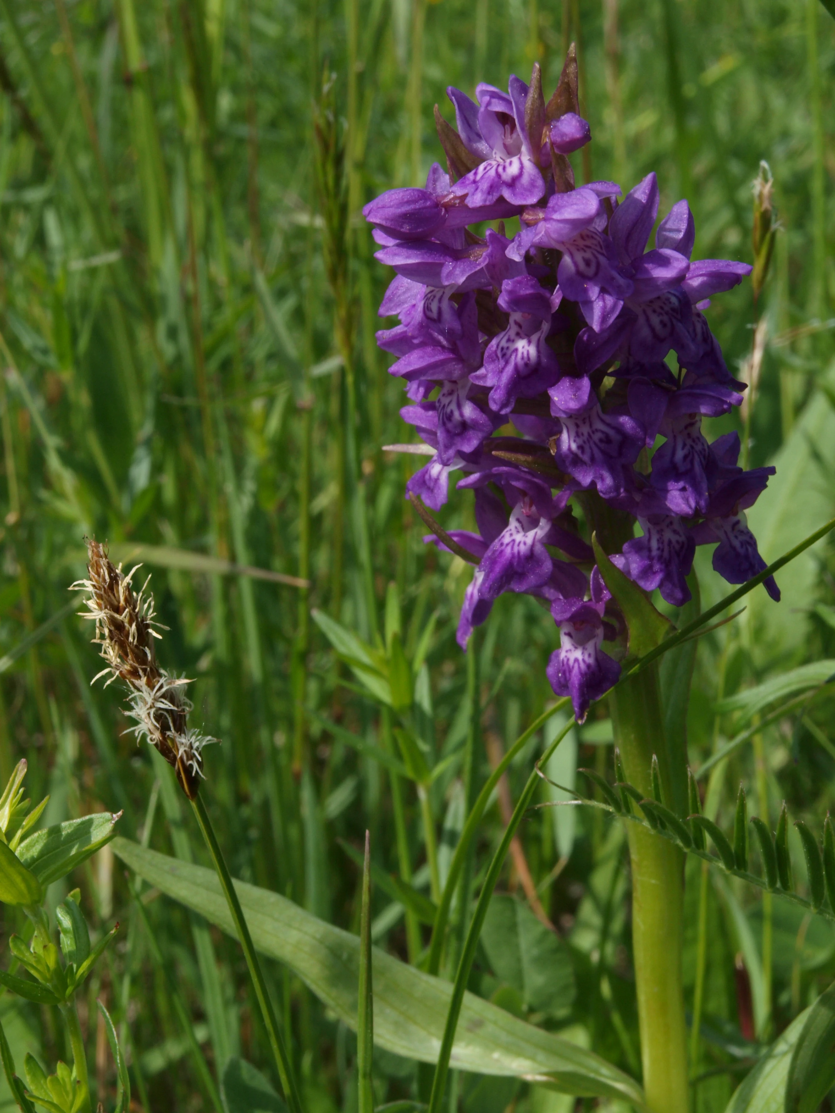 A close-up shot of a purple broad leaved marsh orchid blooming in a lush green grassy field.