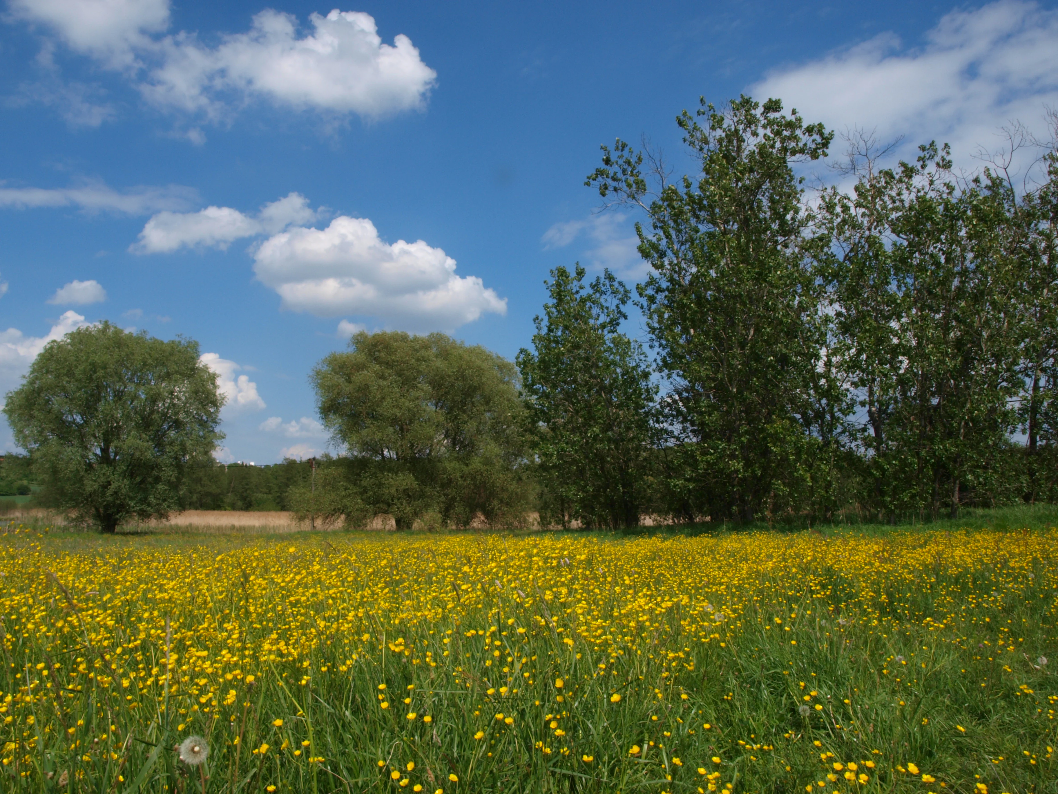 A meadow filled with yellow wildflowers under a blue sky with white clouds, bordered by trees on the right and left.