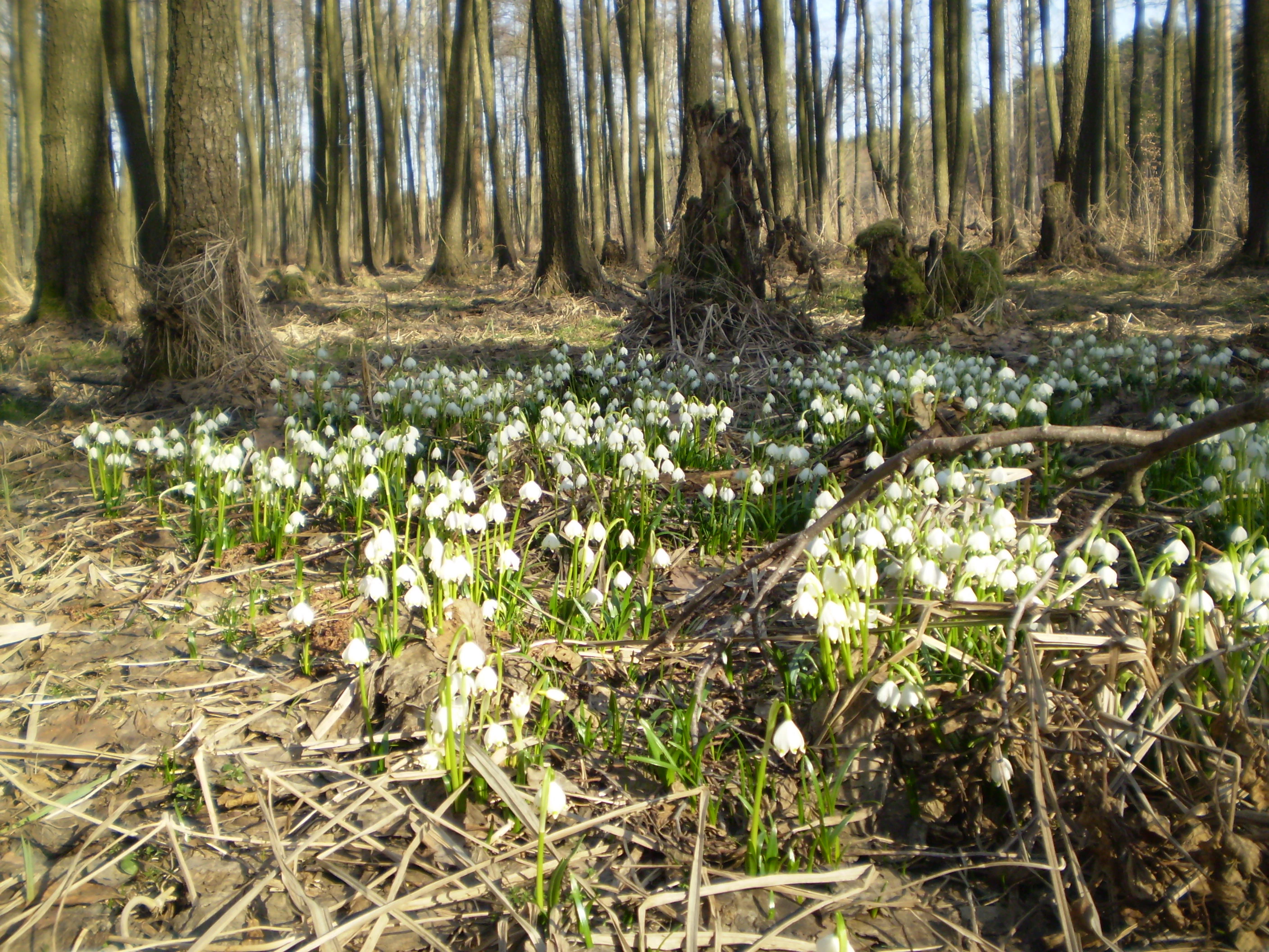 A dense cluster of small white spring snowflake flowers growing in a wooded area with dry leaves and tree trunks in the background.