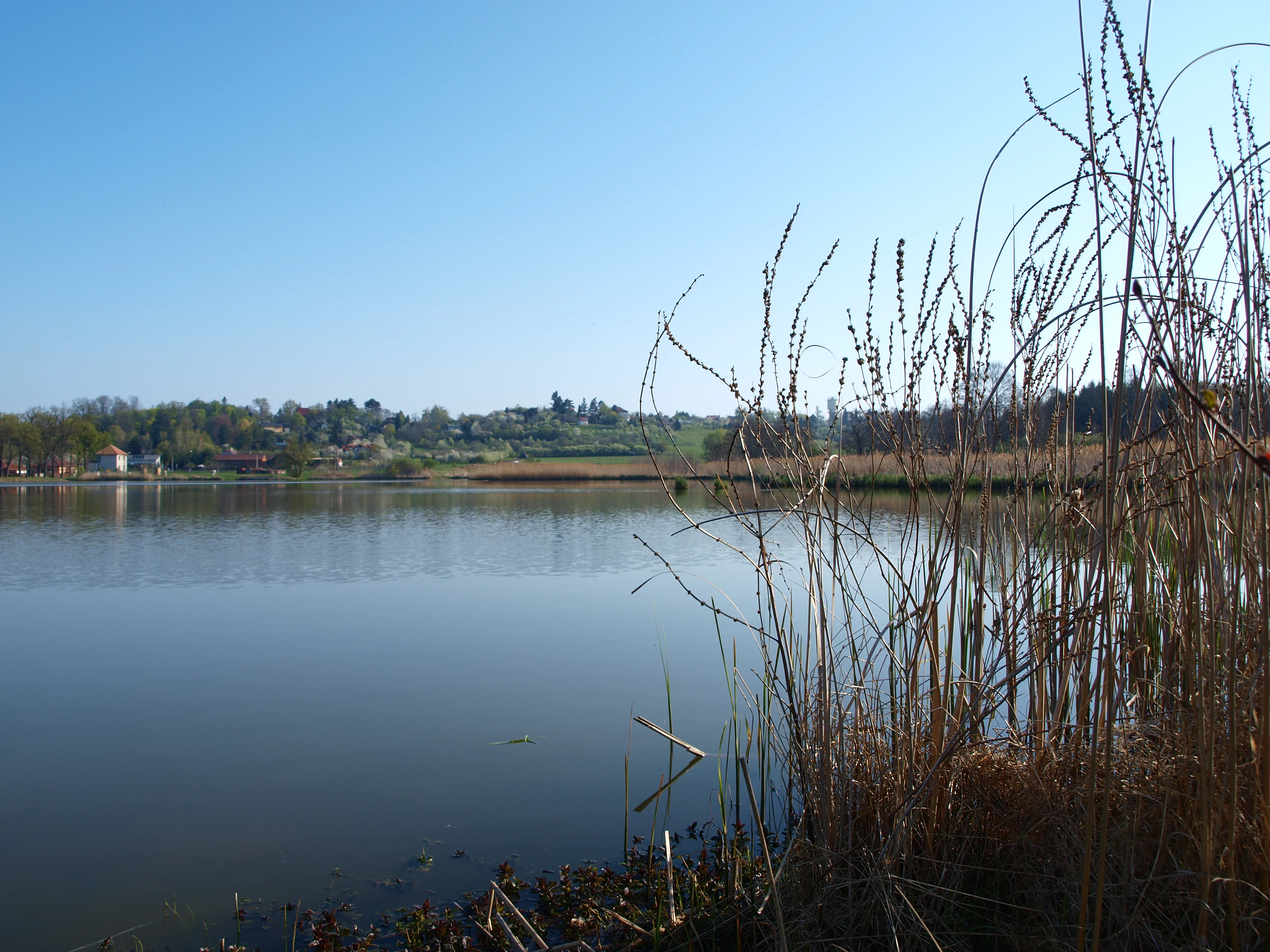 A wide view of a calm pond with tall dry reeds and grasses in the foreground on the right; the background features a grassy shoreline with distant trees and a few small buildings.