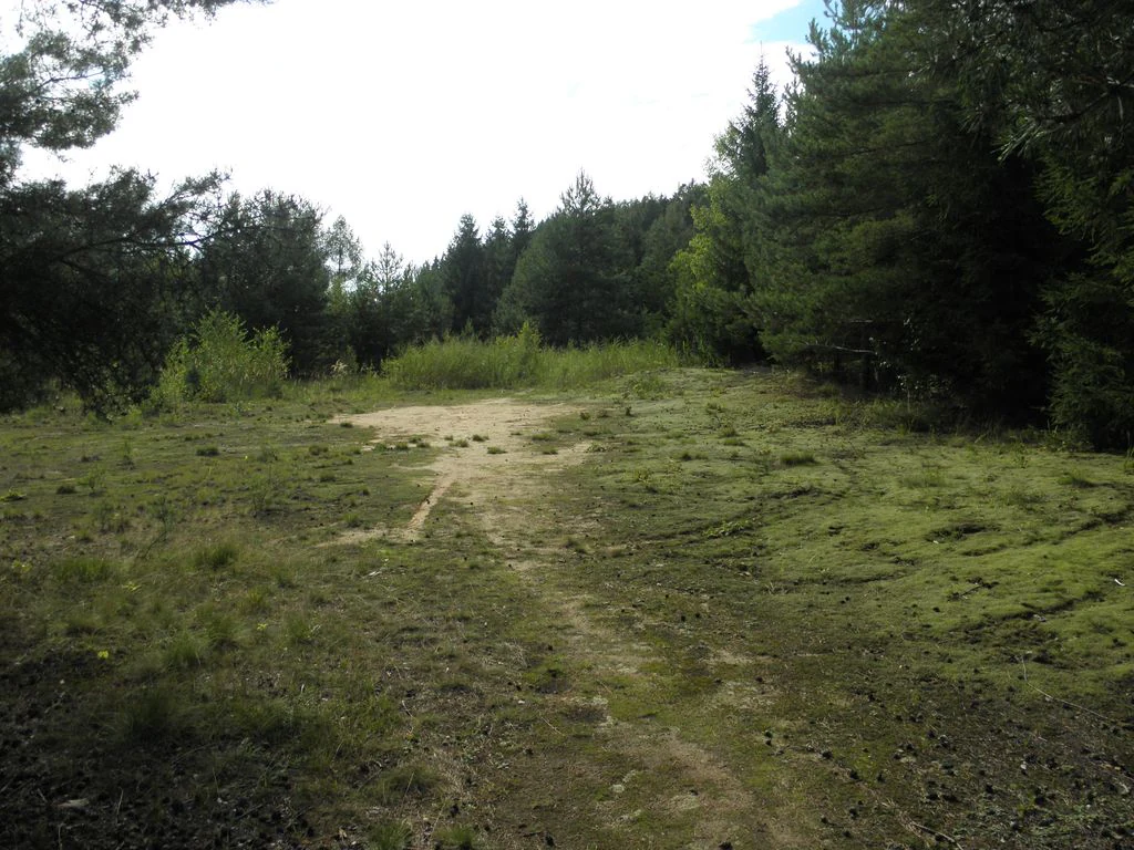 A view of an open grassy field with patches of bare sand, bordered by dense coniferous forest.
