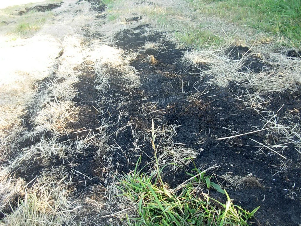 A close up of dark, exposed peat soil mixed with dry, yellowish grasses and patches of green vegetation.