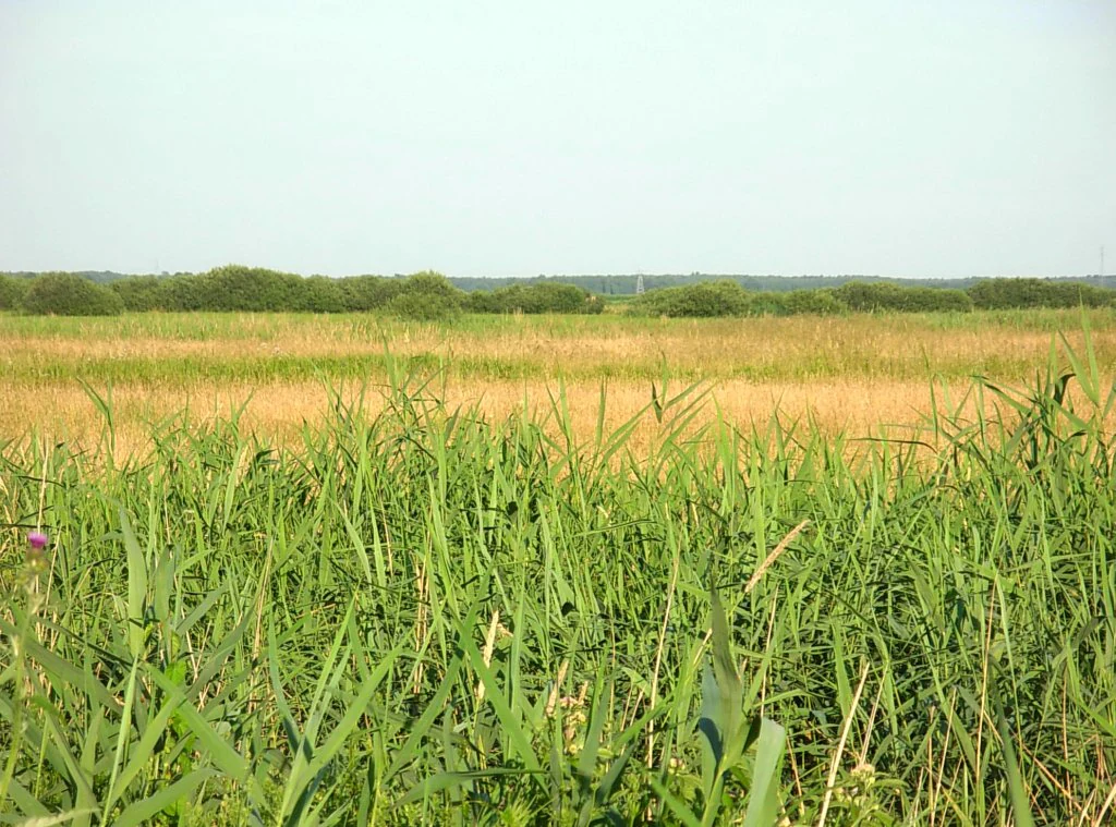 A wide view of flat, green and golden wetland meadows with a line of distant trees under a clear, pale sky.