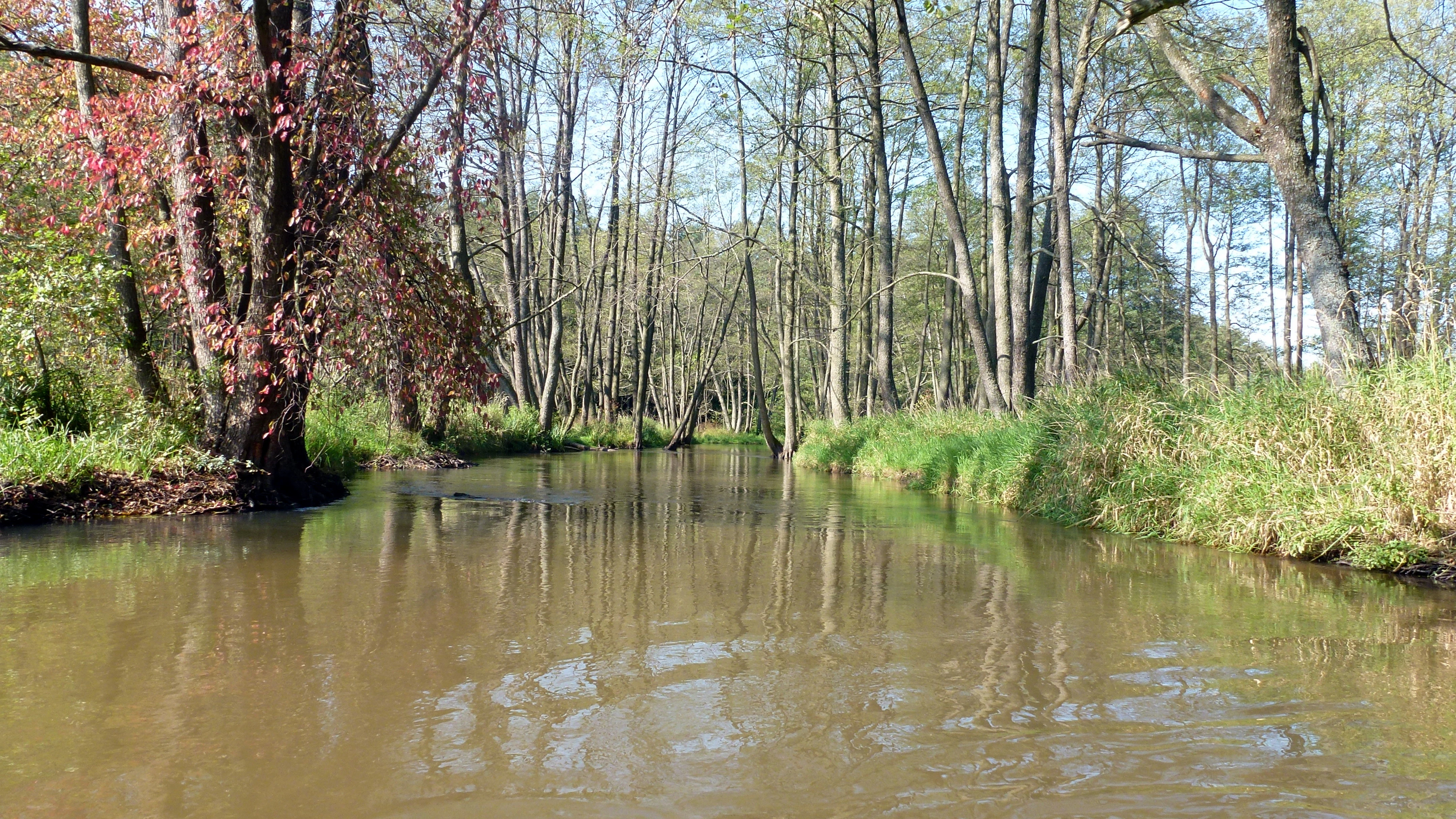 A calm, brown-tinted river flows through a dense forest with trees lining both banks.