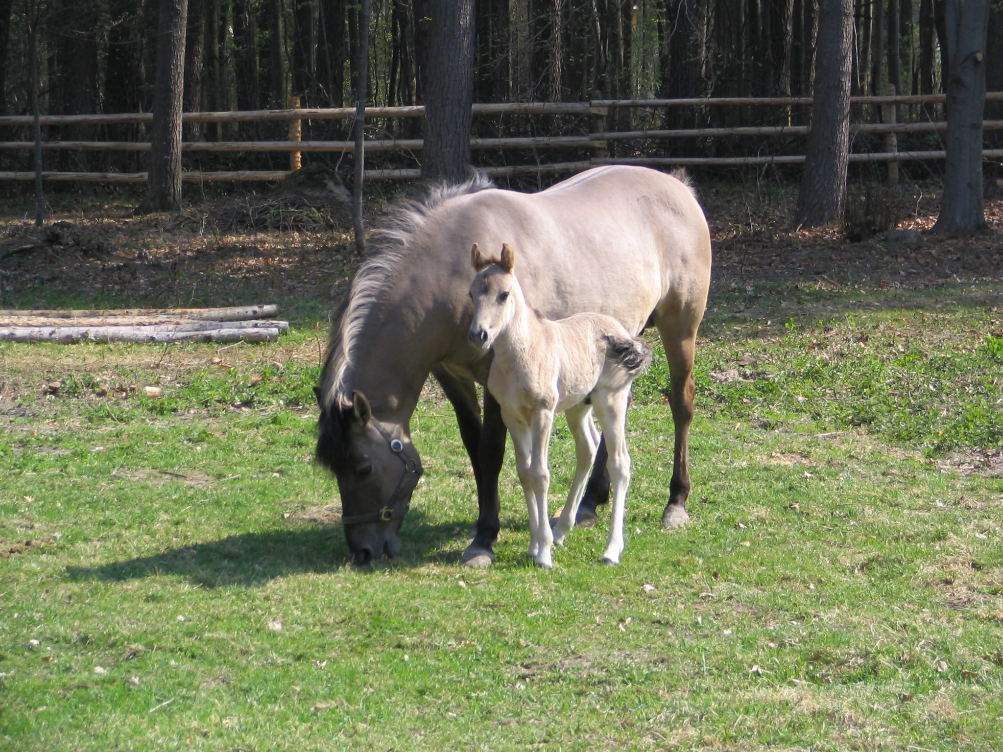 A Konik Polski horse and foal grazing on green grass near a wooden fence with trees in the background