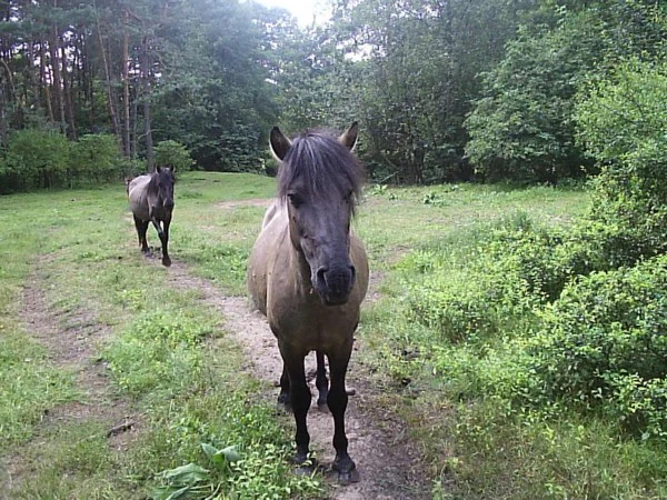 Two Konik horses standing on a dirt trail amidst green grass and trees.