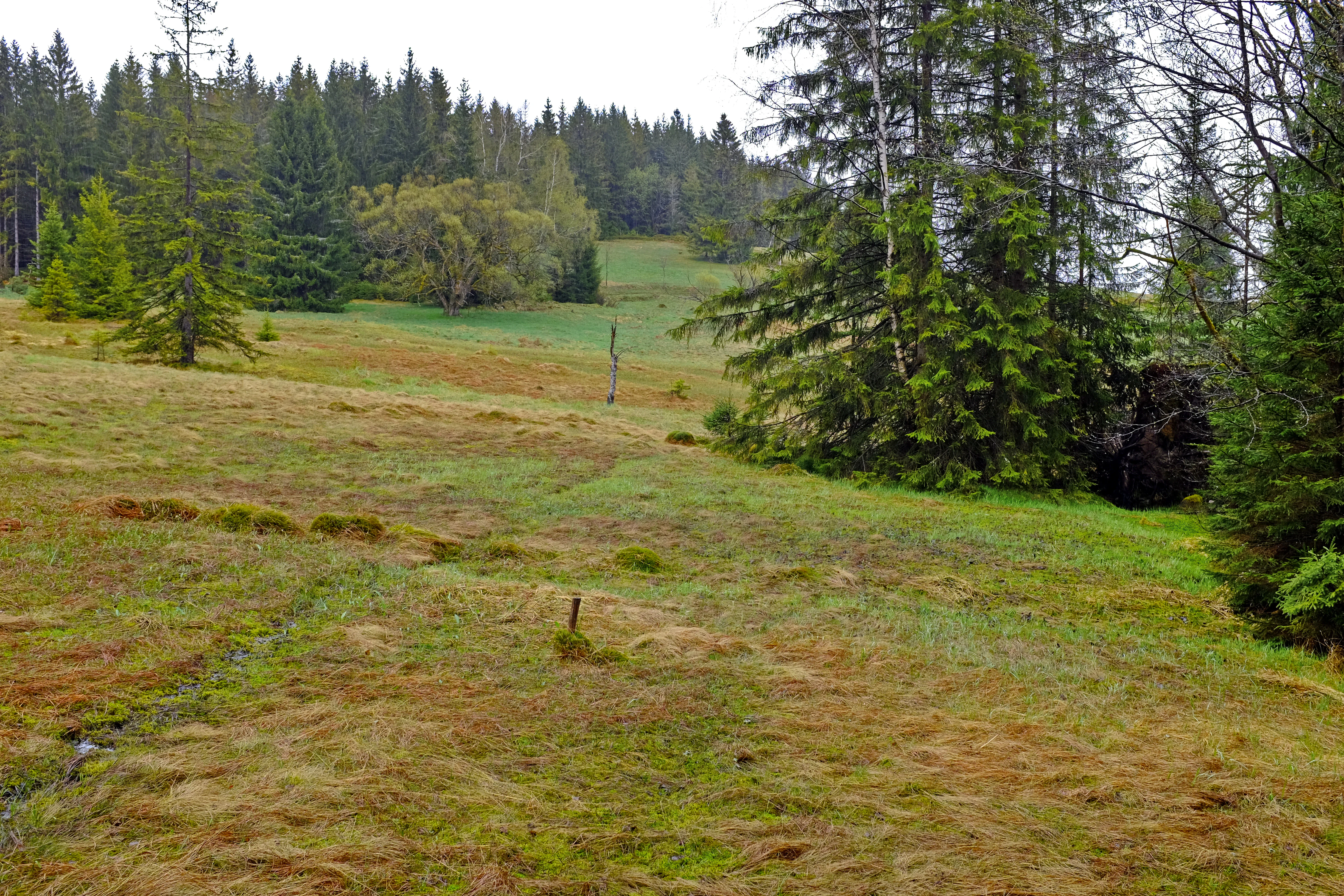 A green and brown grassy meadow in the foreground leading into a dense coniferous forest, typical of the Ore Mountains.