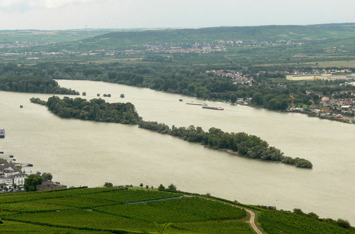 A wide, high angle view looking down at the forested Rüdesheimer Aue island situated in the middle of a wide river, with terraced vineyards in the foreground and a town on the far riverbank.