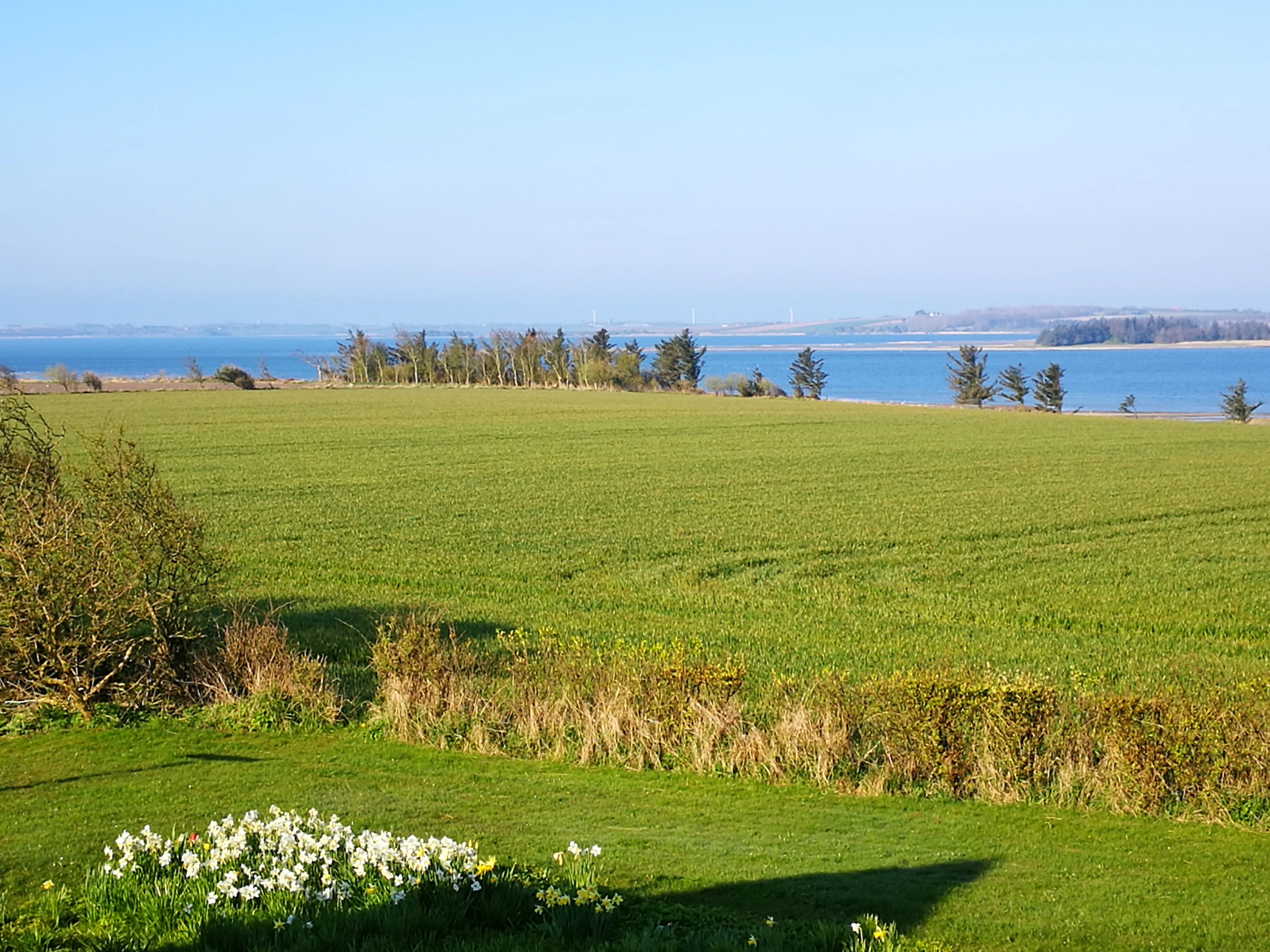 A wide landscape view showing a large green agricultural field in the foreground and midground, bordered by a hedge and white flowers, leading to a blue body of water and distant shoreline under a clear blue sky.