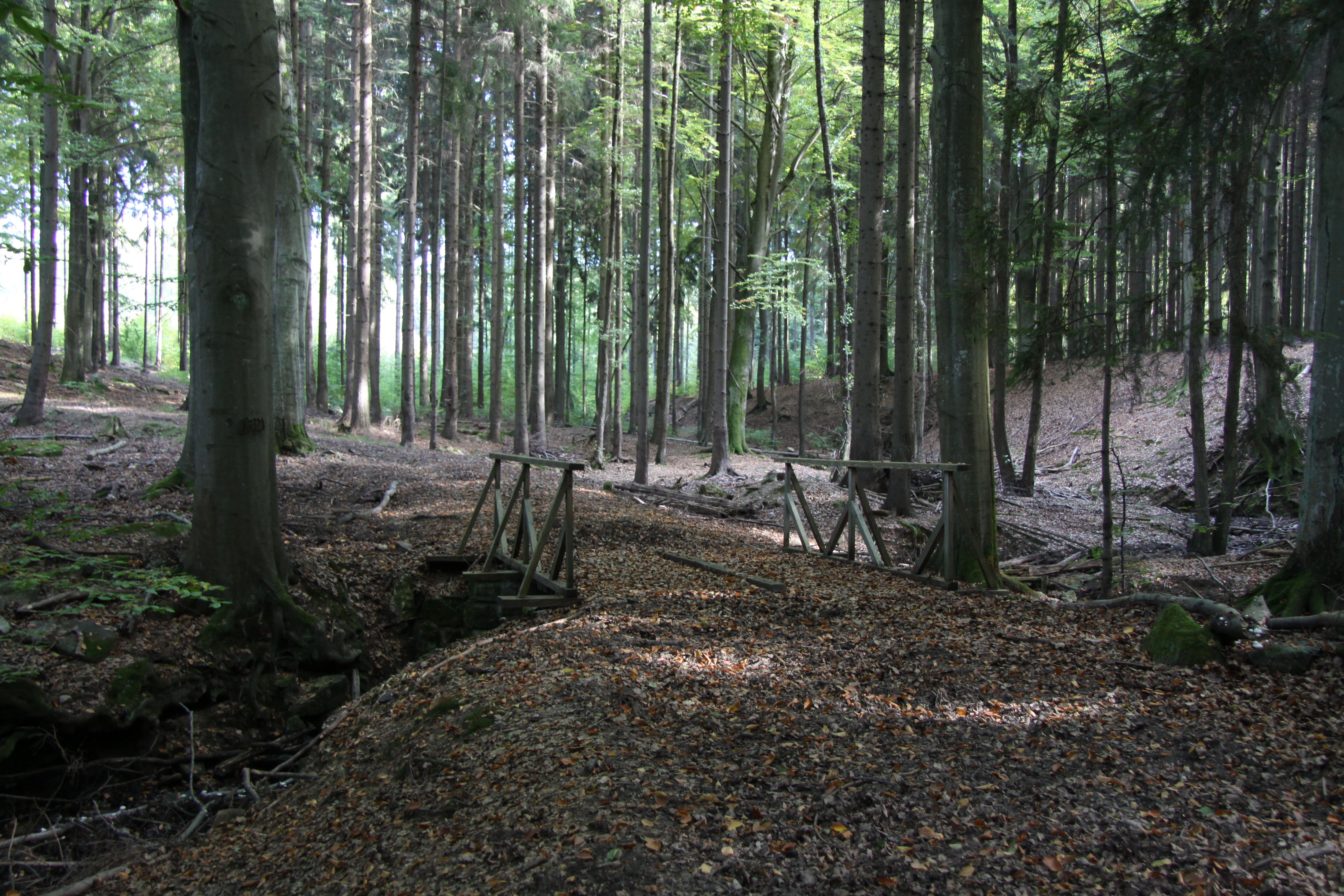 A forest path with two small wooden bridges crossing a shallow drainage ditch, surrounded by tall mature trees with leaves covering the forest floor.