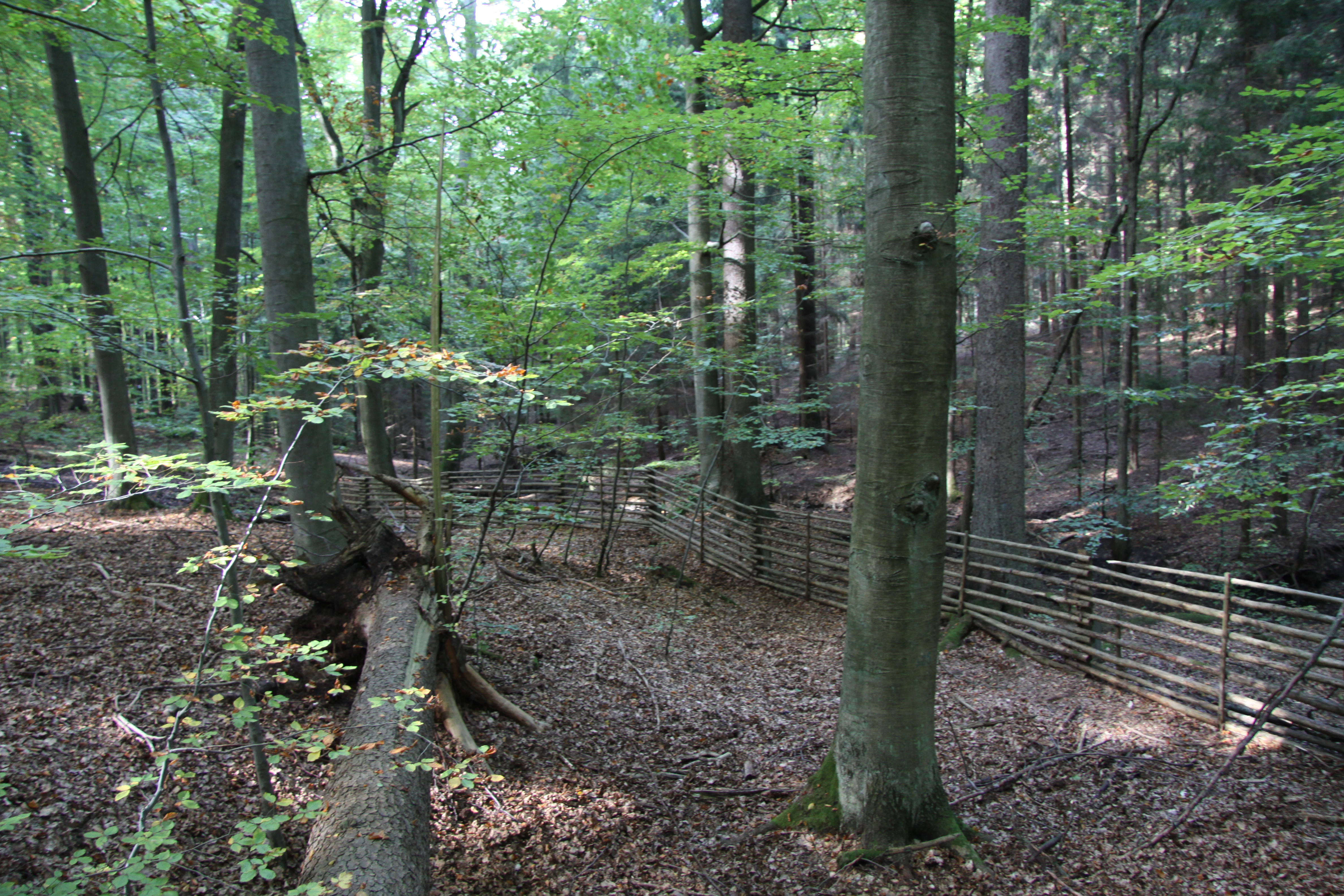 A section of dense beech forest with sunlight filtering through the canopy, showing a fallen tree trunk in the foreground and a long horizontal wooden fence running through the midground.