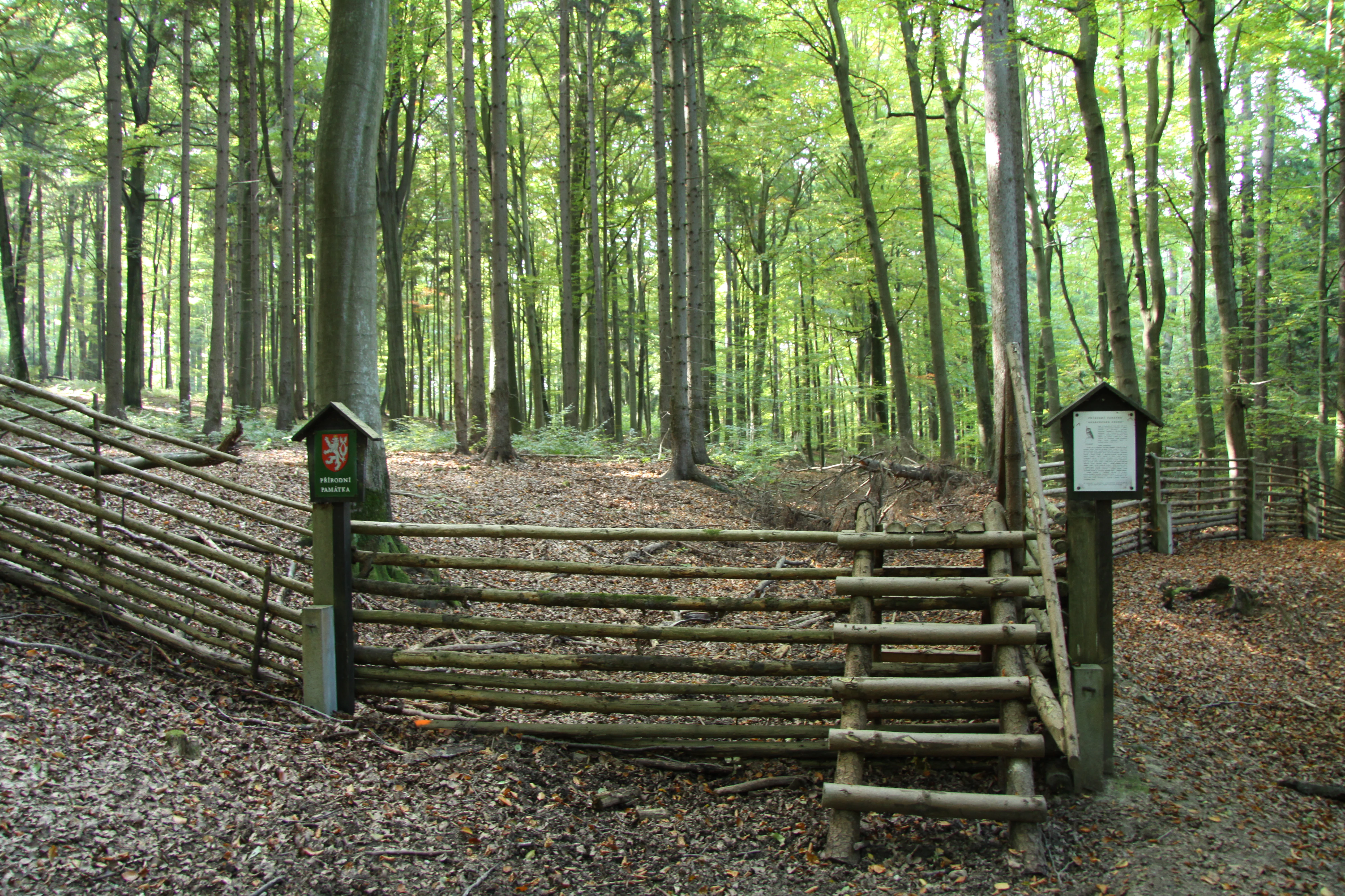 A wooden stile over a rustic fence leads into a dense deciduous forest, with informational signs mounted on posts.