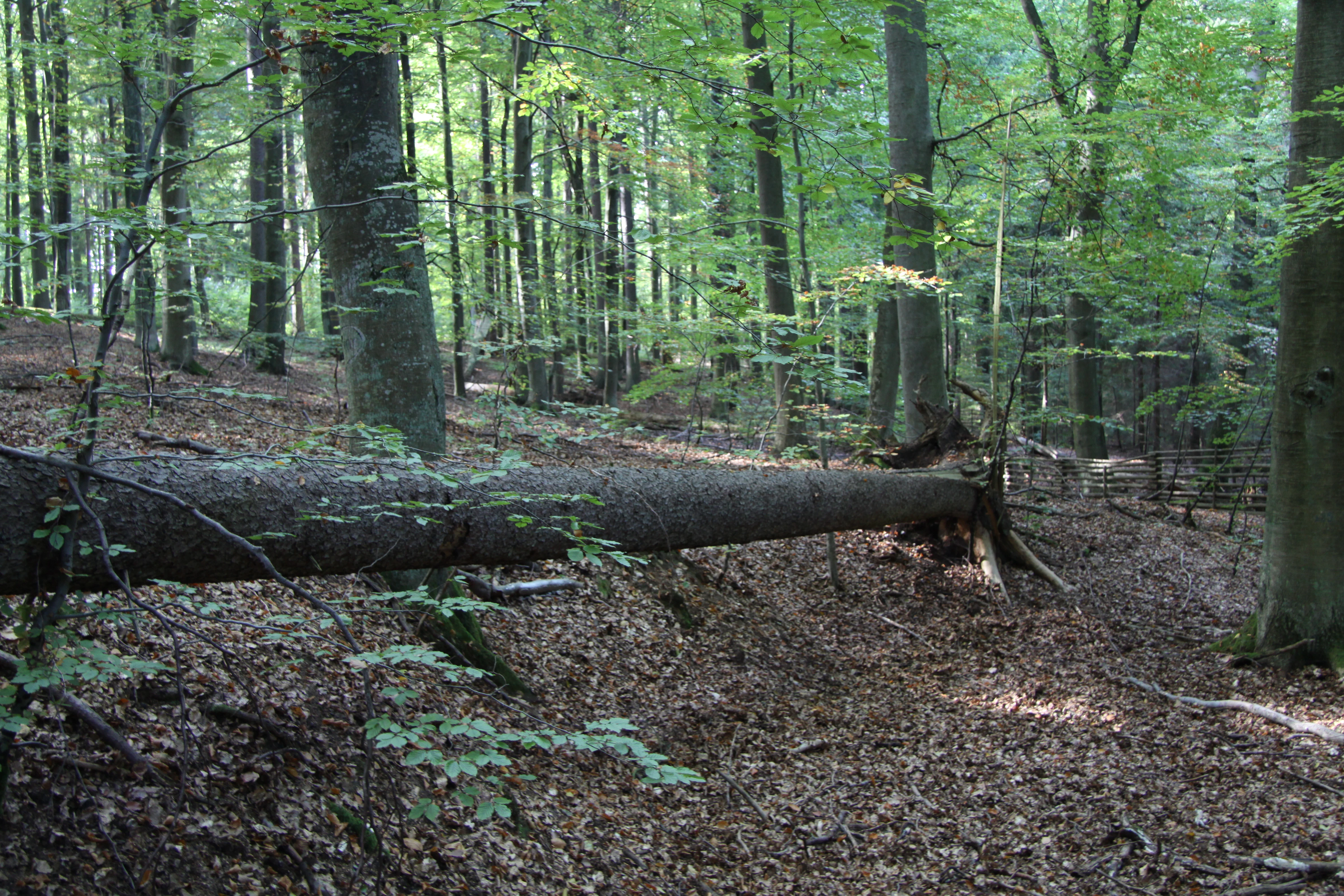 A large fallen tree trunk lying horizontally across a forest floor covered in autumn leaves, with tall mature trees in the background.