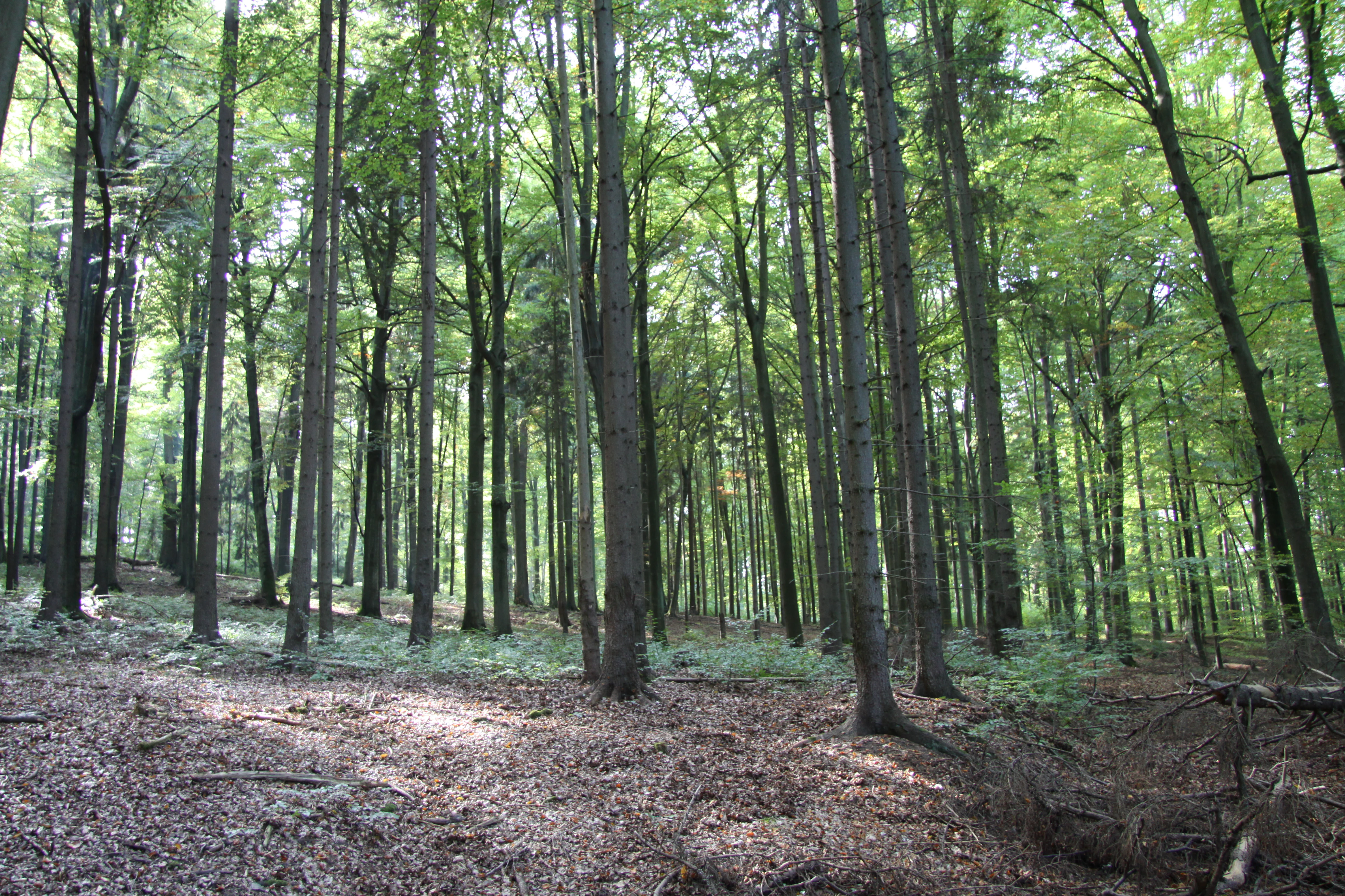 A dense forest of tall, straight trees with a light-filled green canopy and a floor covered in fallen brown leaves.