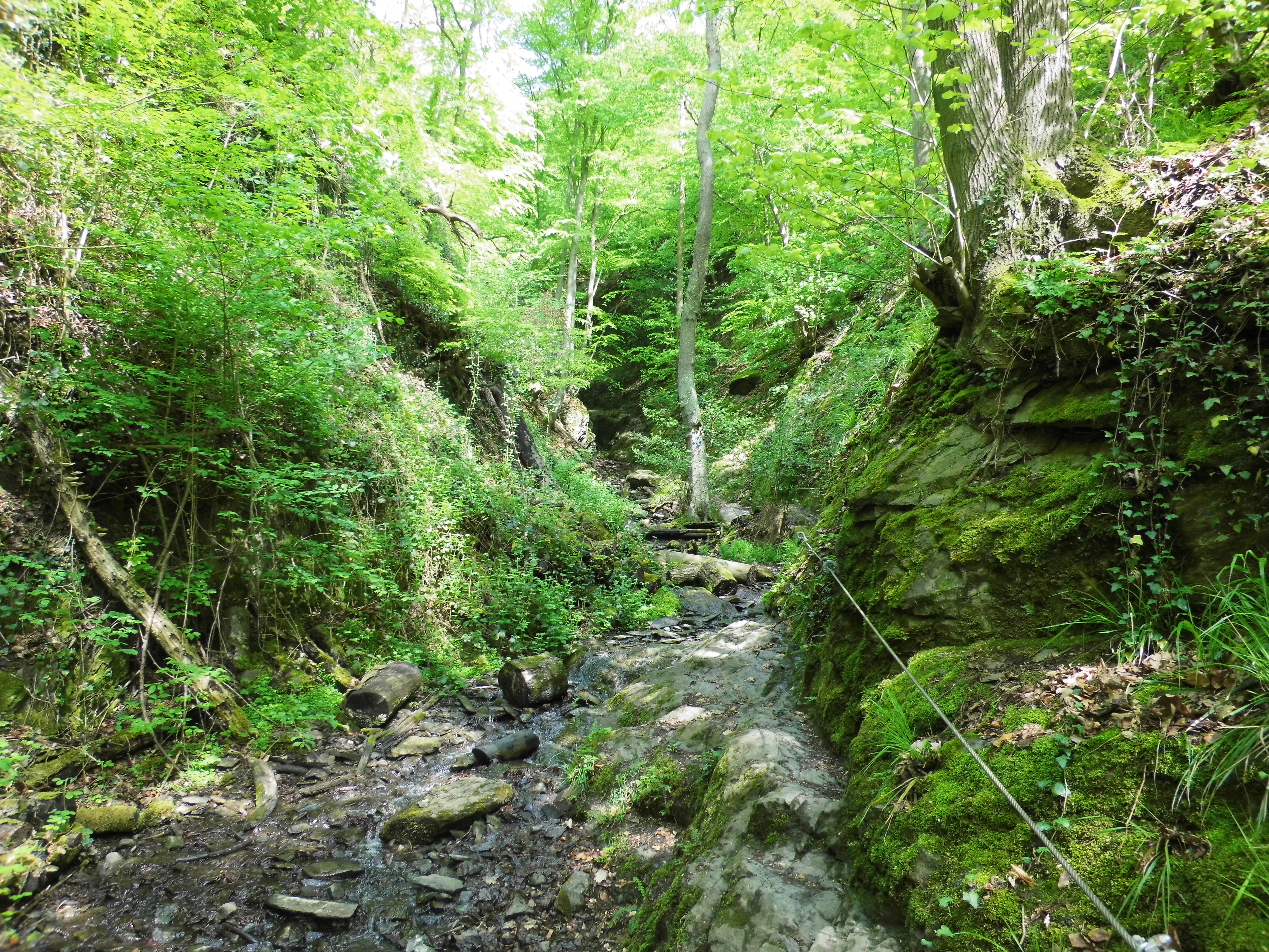 A narrow, lush green gorge in the Ruppertsklamm nature reserve, featuring rocky slopes covered in moss and a small trail with a safety cable along the wall.