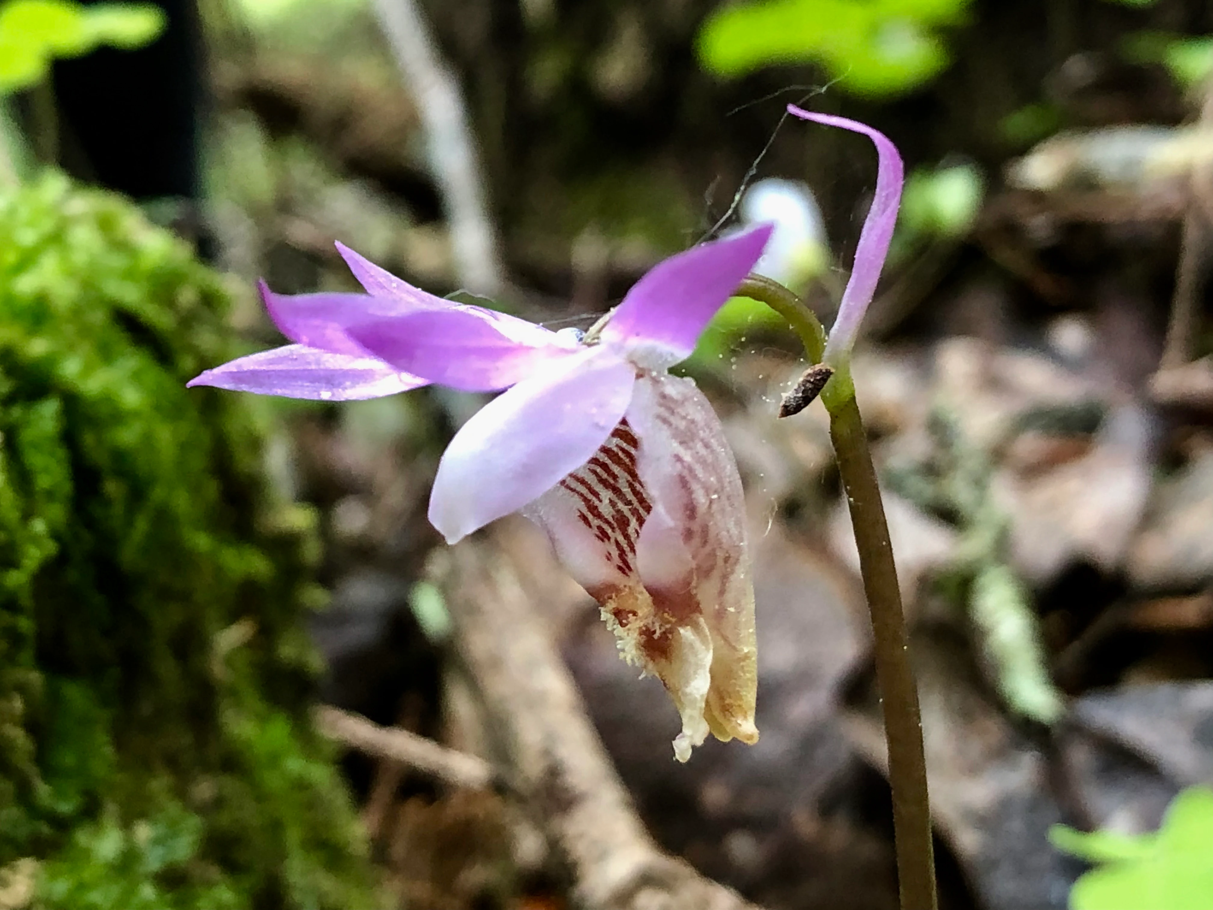 A close-up view of a pink and white Calypso bulbosa orchid flower with distinct reddish-brown stripes on its lip, set against a blurred green mossy and woodland floor background.