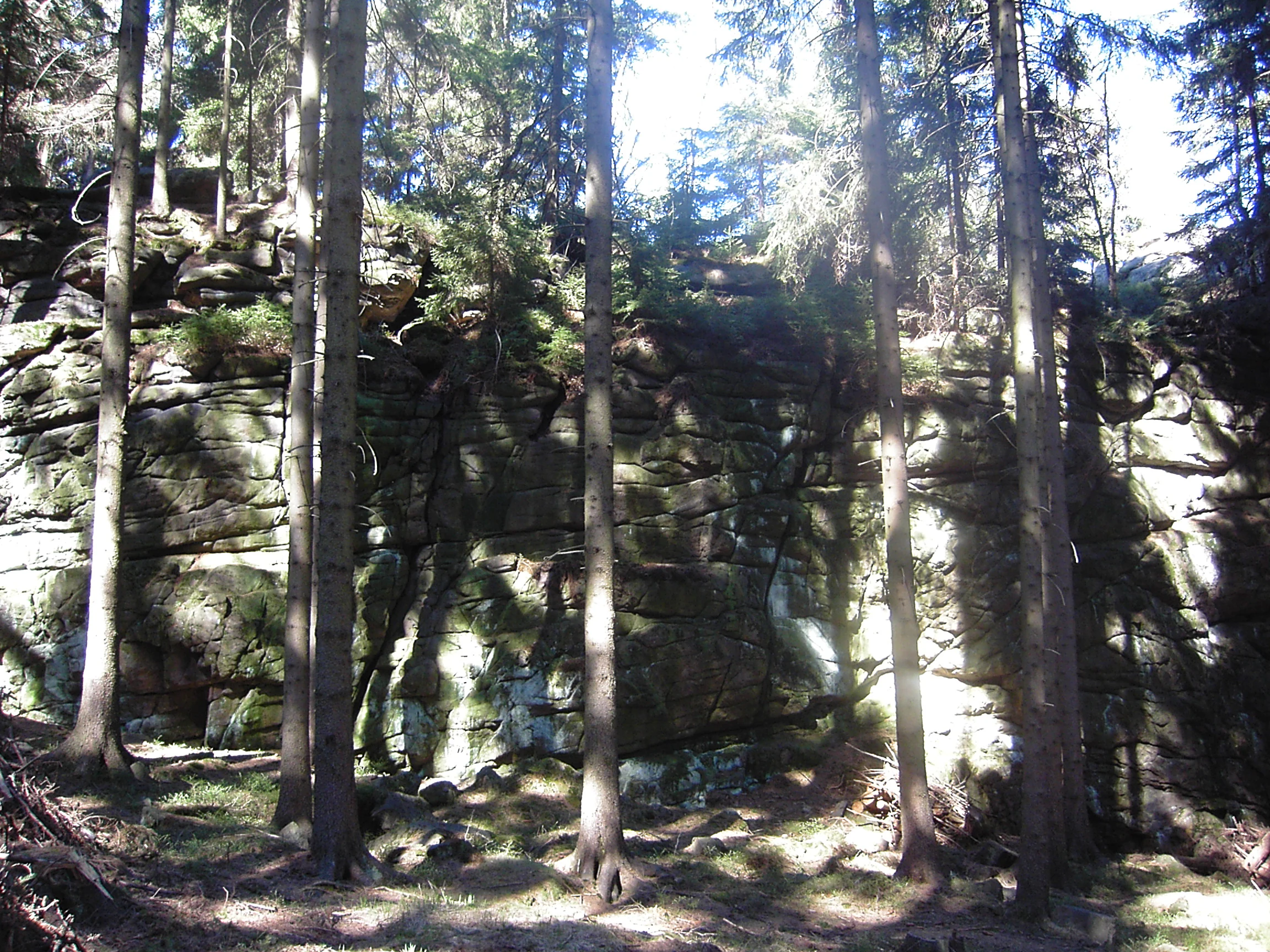 A rock cliff face featuring horizontal layering and weathered textures, surrounded by a dense forest of evergreen trees.