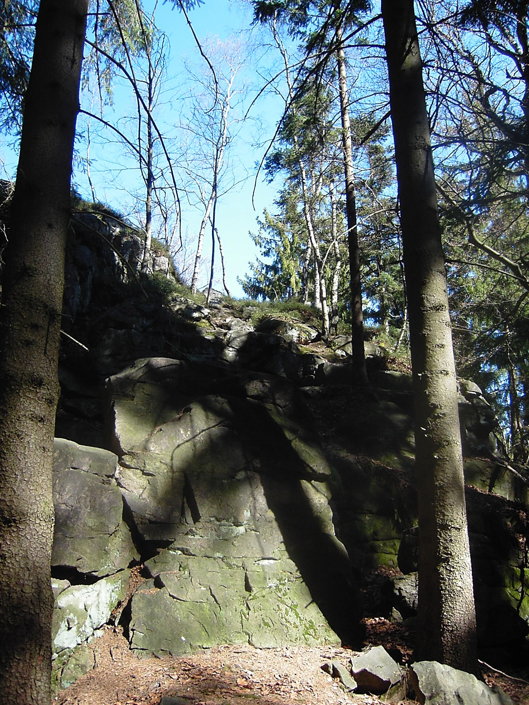 A low-angle view of large, mossy rock formations partially shaded by tall conifer trees in a forest setting.