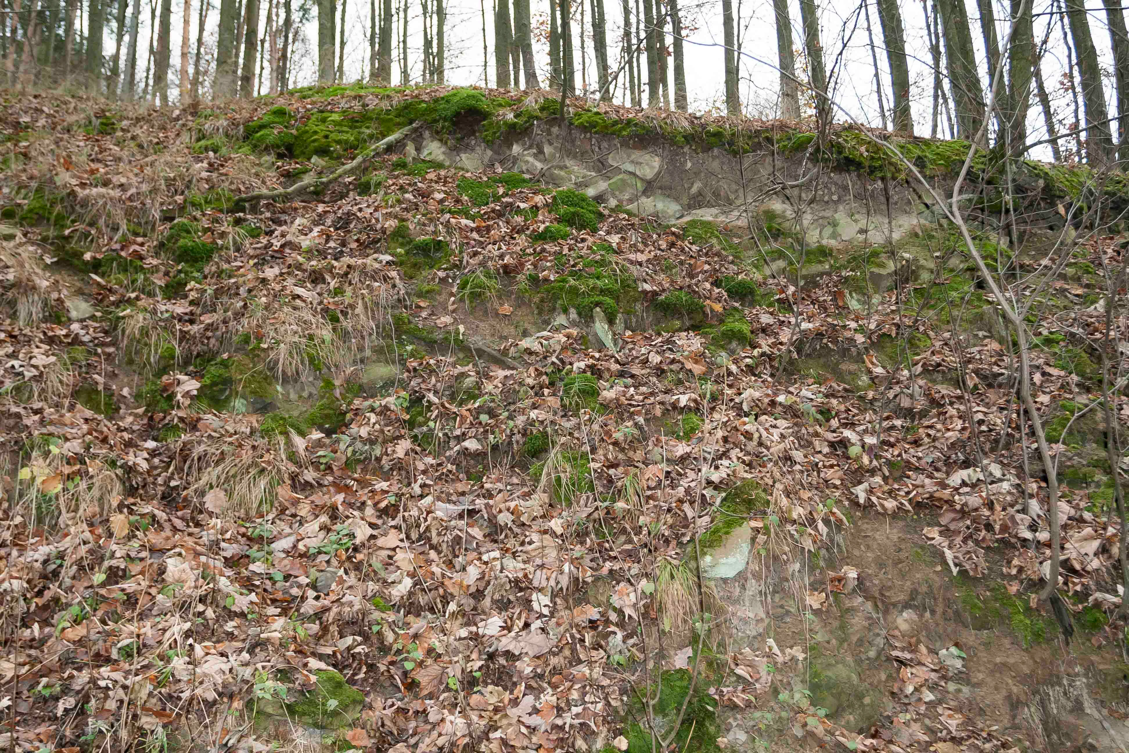A sloped forest floor covered in fallen autumn leaves with exposed rocky soil and moss patches at the base of a treed ridge.