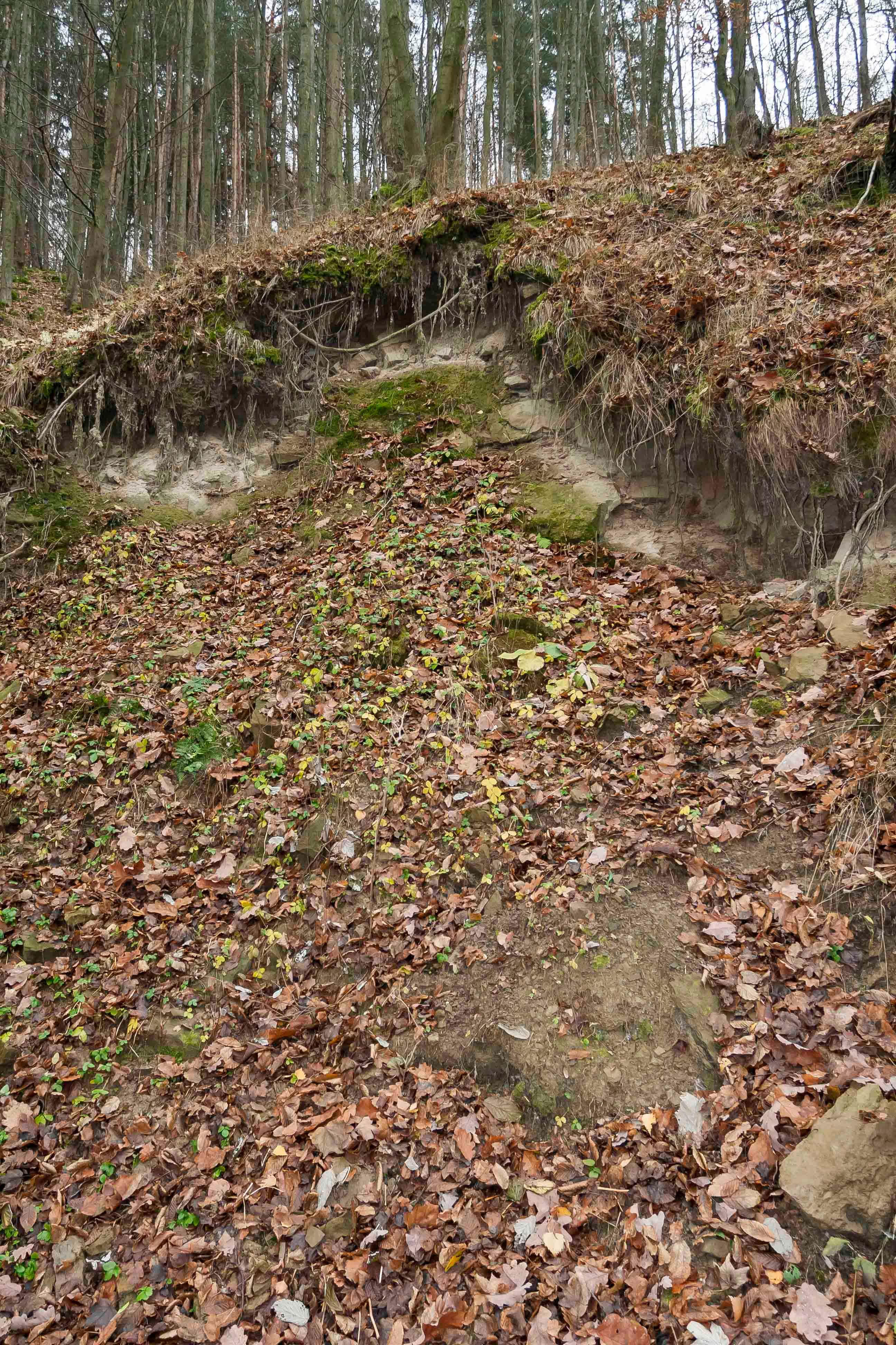 A sloped, wooded hillside showing exposed rocky soil covered in fallen autumn leaves.