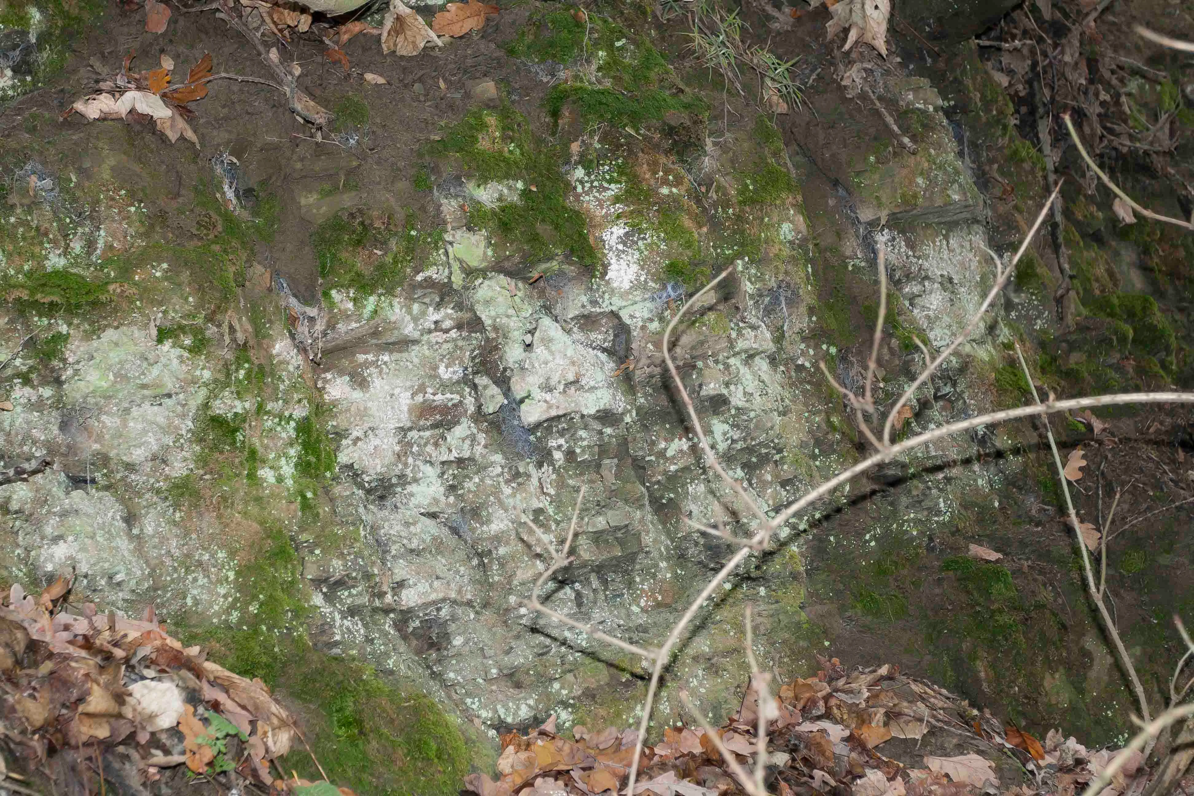 A close up view of a mossy, light colored rock outcrop embedded in a forest floor with scattered brown leaves.