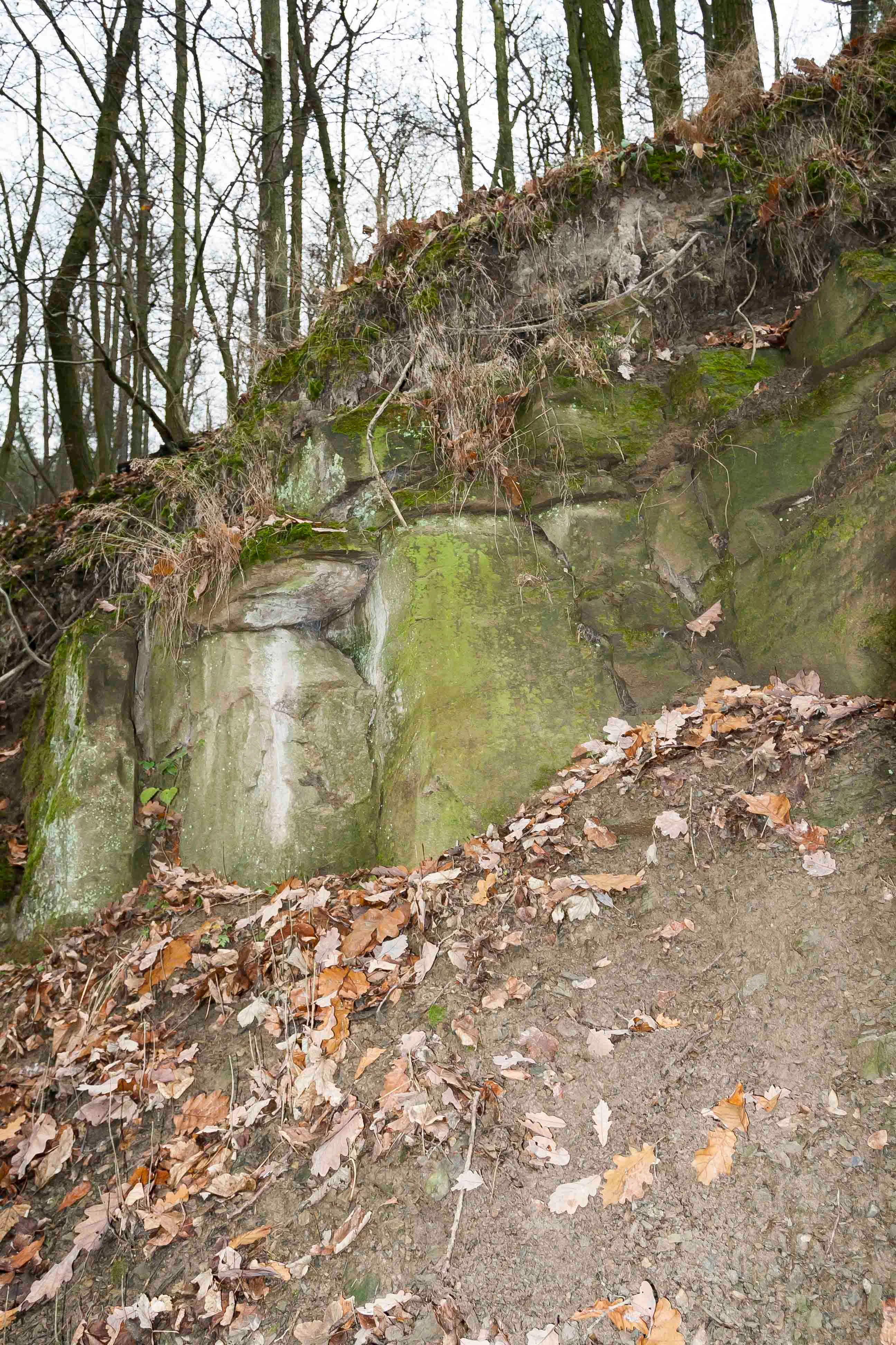 A close up view of a mossy rock outcrop at Rybičková skála, with a dirt slope covered in fallen dry leaves in the foreground and bare trees in the background.