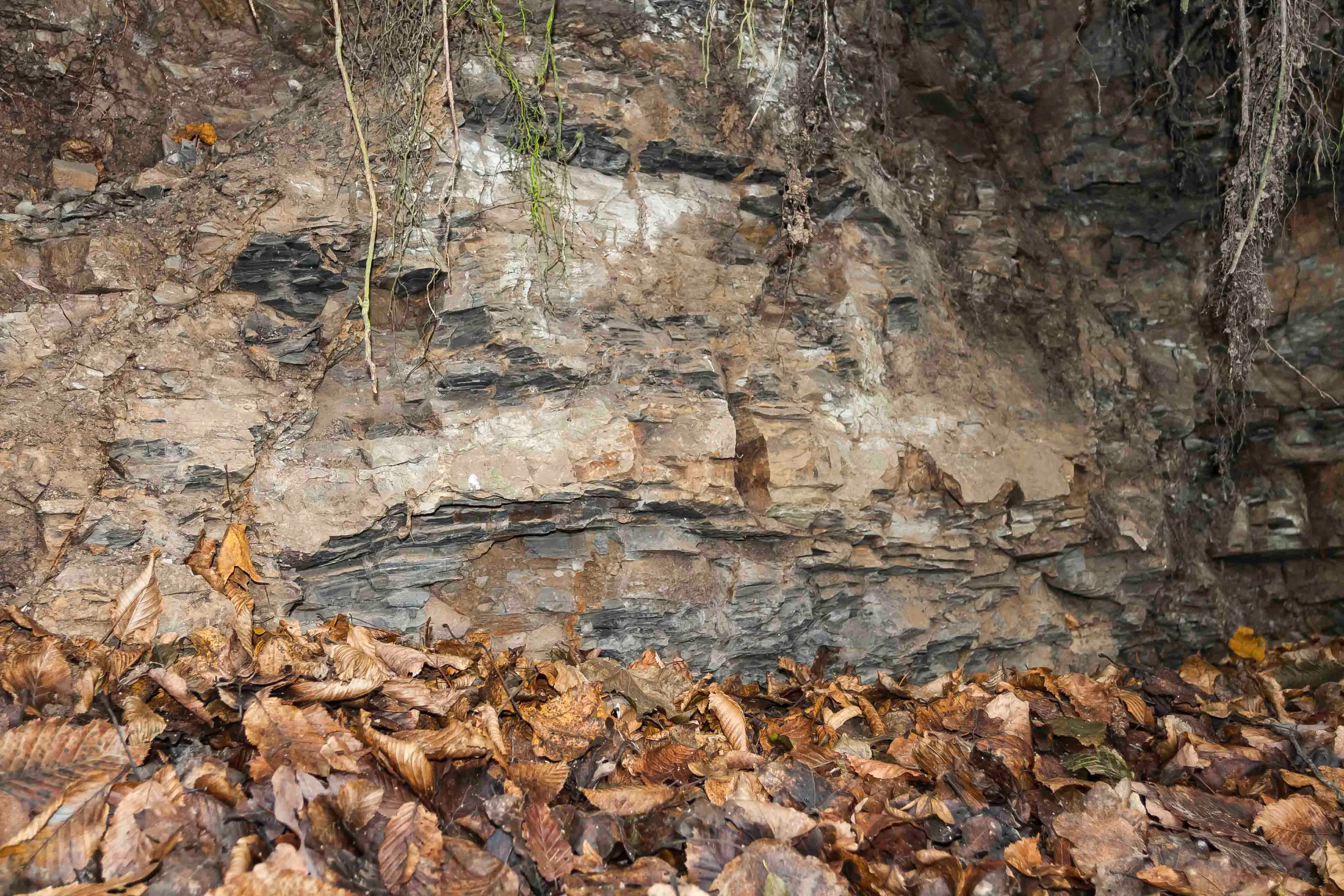 A close up view of layered sedimentary rock strata, with a thick layer of brown fallen autumn leaves covering the ground in the foreground and tree roots hanging from the top.
