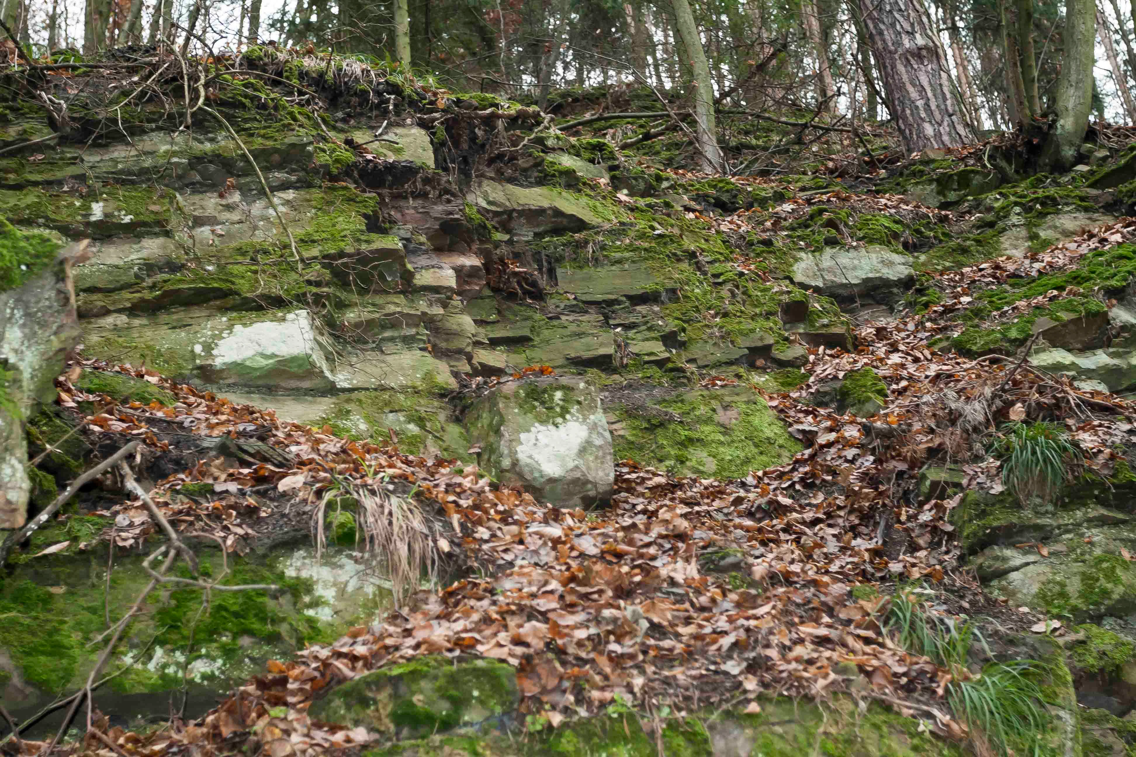 A close up view of a mossy rock face covered in fallen brown leaves with trees growing at the top.