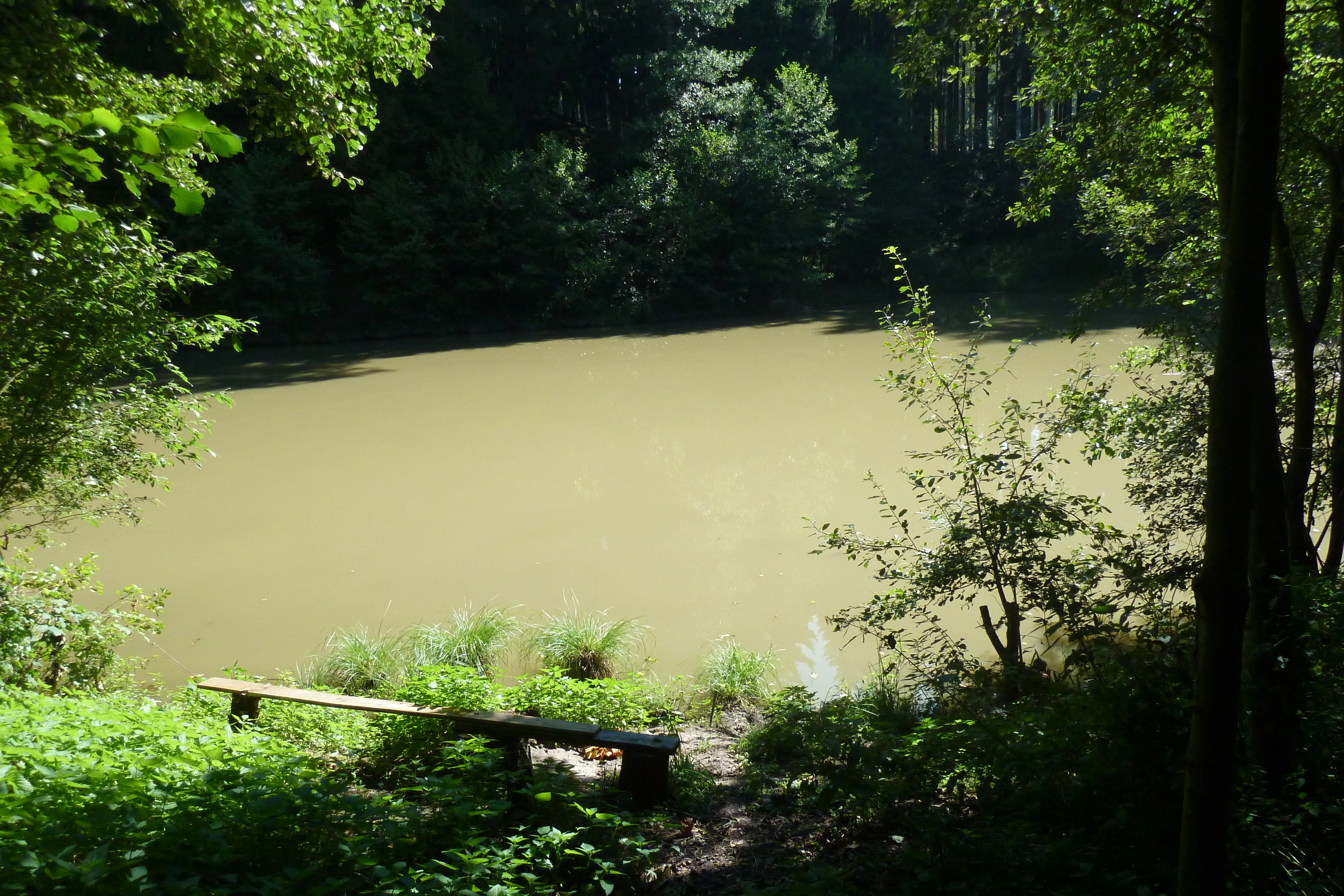 A wooden park bench sits in the shade of trees, overlooking a pond with murky, calm water surrounded by dense forest.