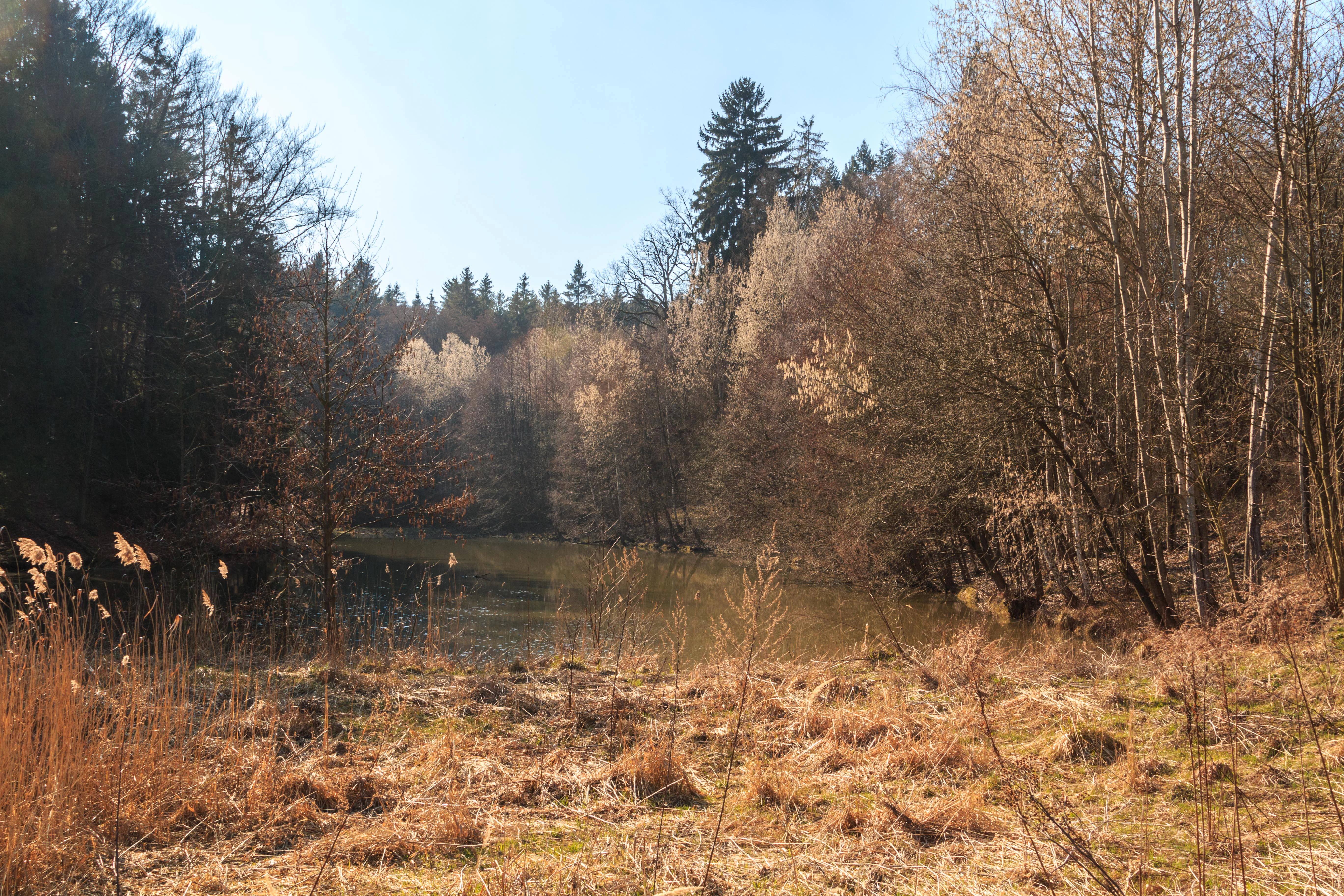 A peaceful pond nestled within a forest, surrounded by dry marshy meadows, leafless trees, and evergreens under a clear sky.