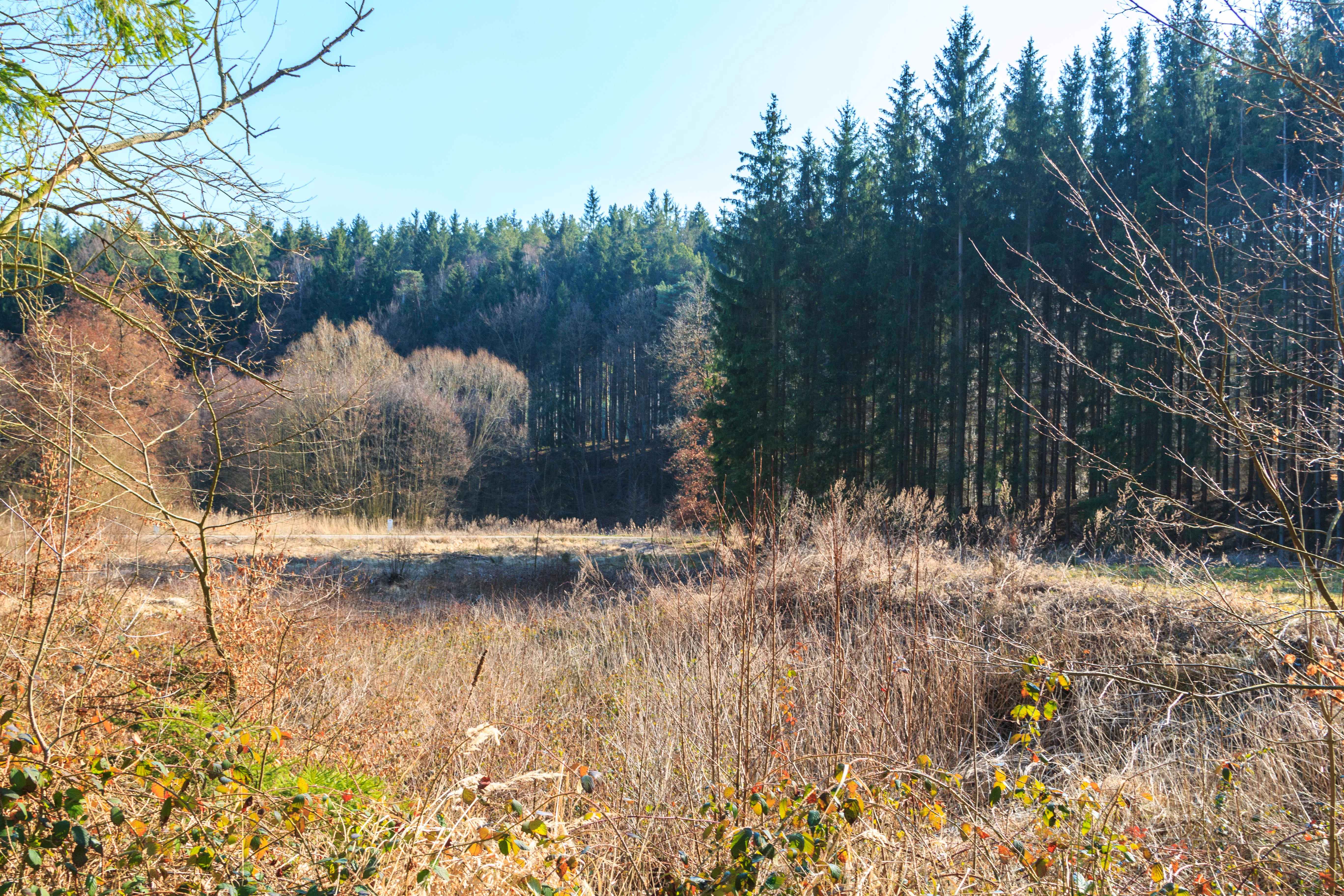 A landscape shot of a dry, brown field with patchy grasses leading to a dense wall of tall pine trees, captured in soft daylight.