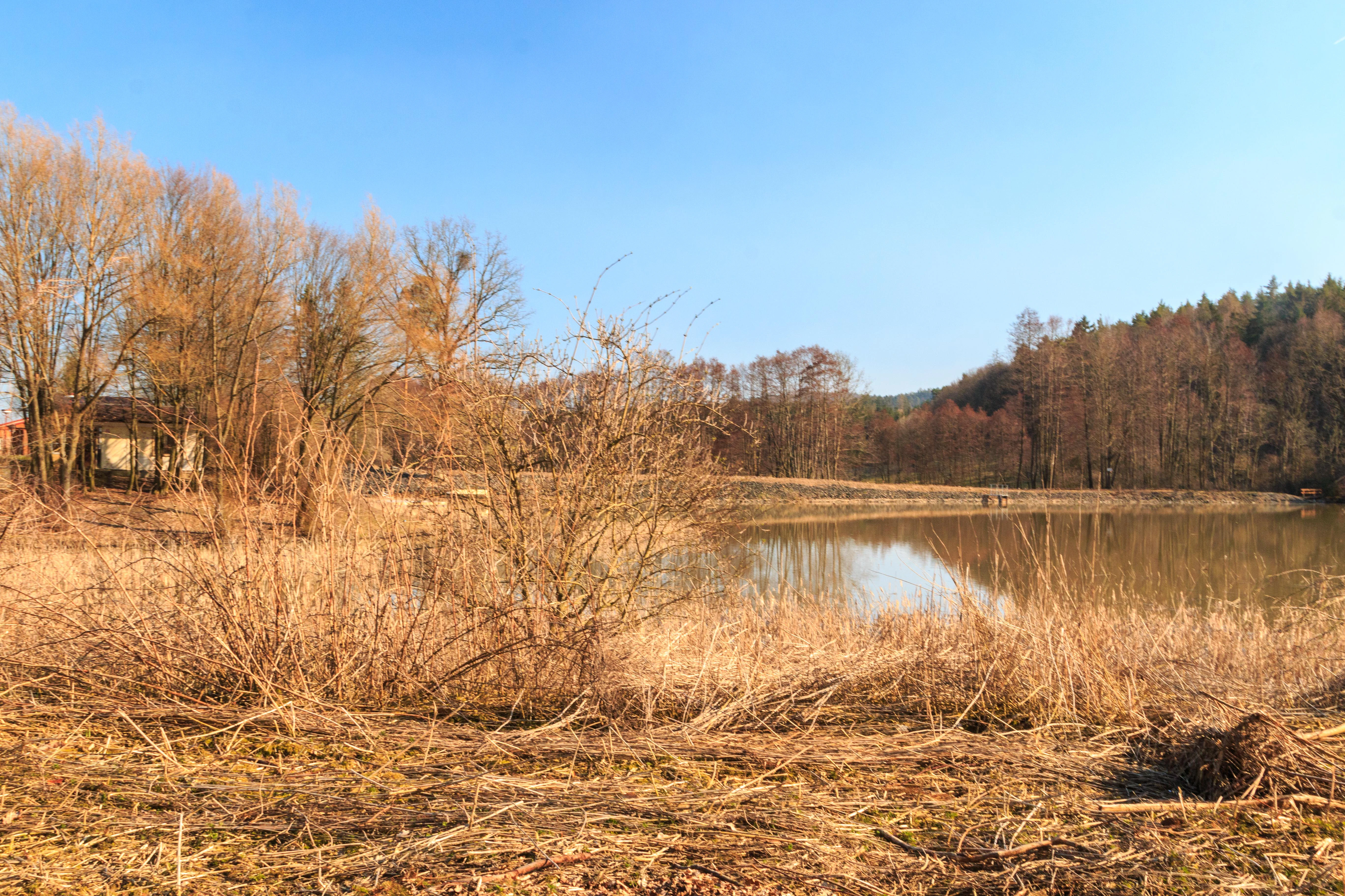 A calm, still pond surrounded by golden, dry grasses and leafless trees under a clear blue sky.